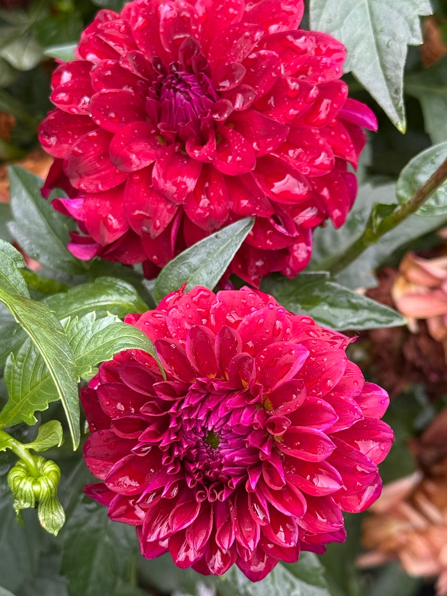 River’s Penelope Dahlias
