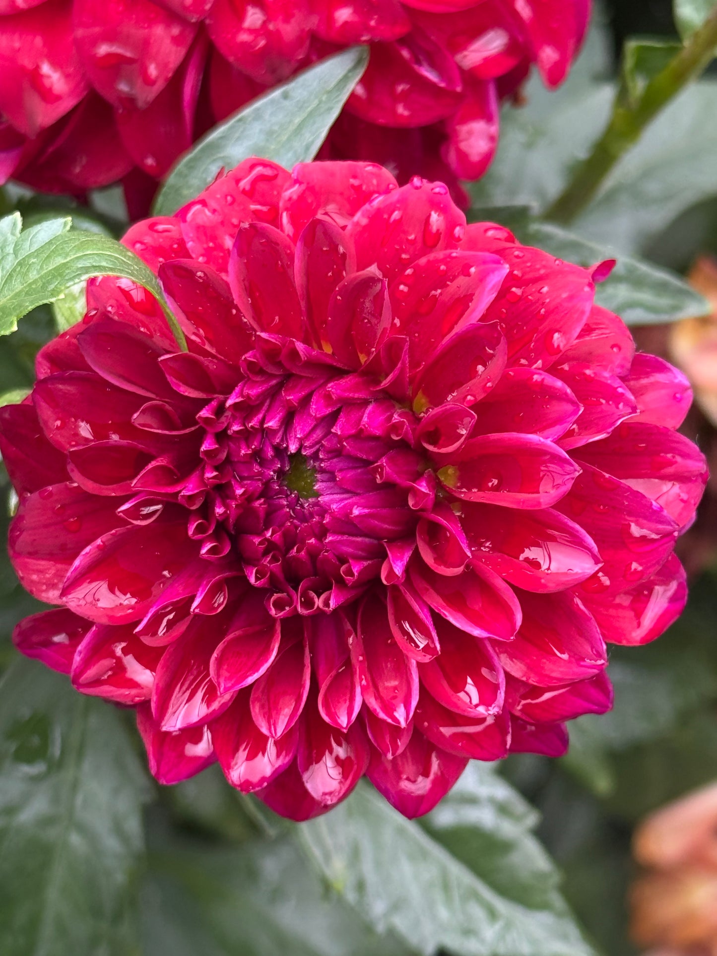 River’s Penelope Dahlias