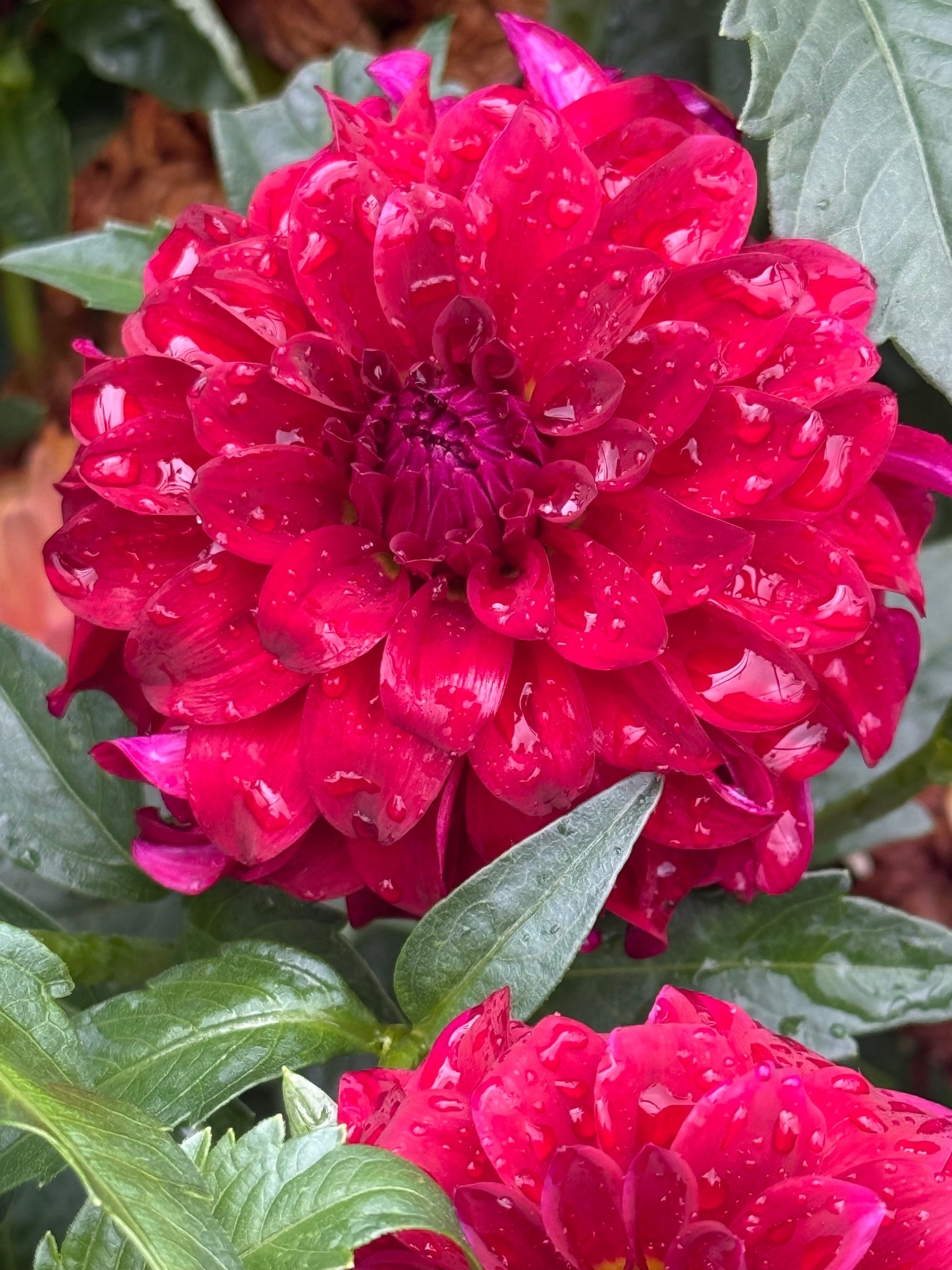 River’s Penelope Dahlias