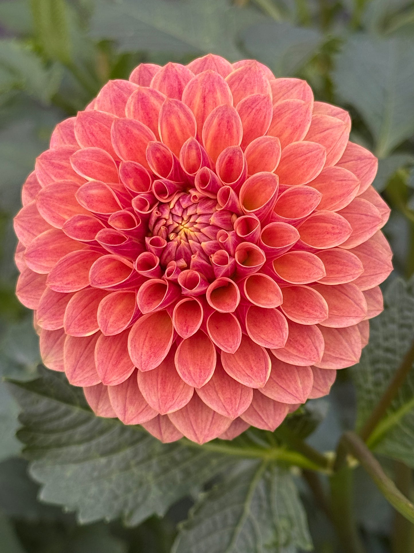 Levi's Sunfire Rooted Cuttings