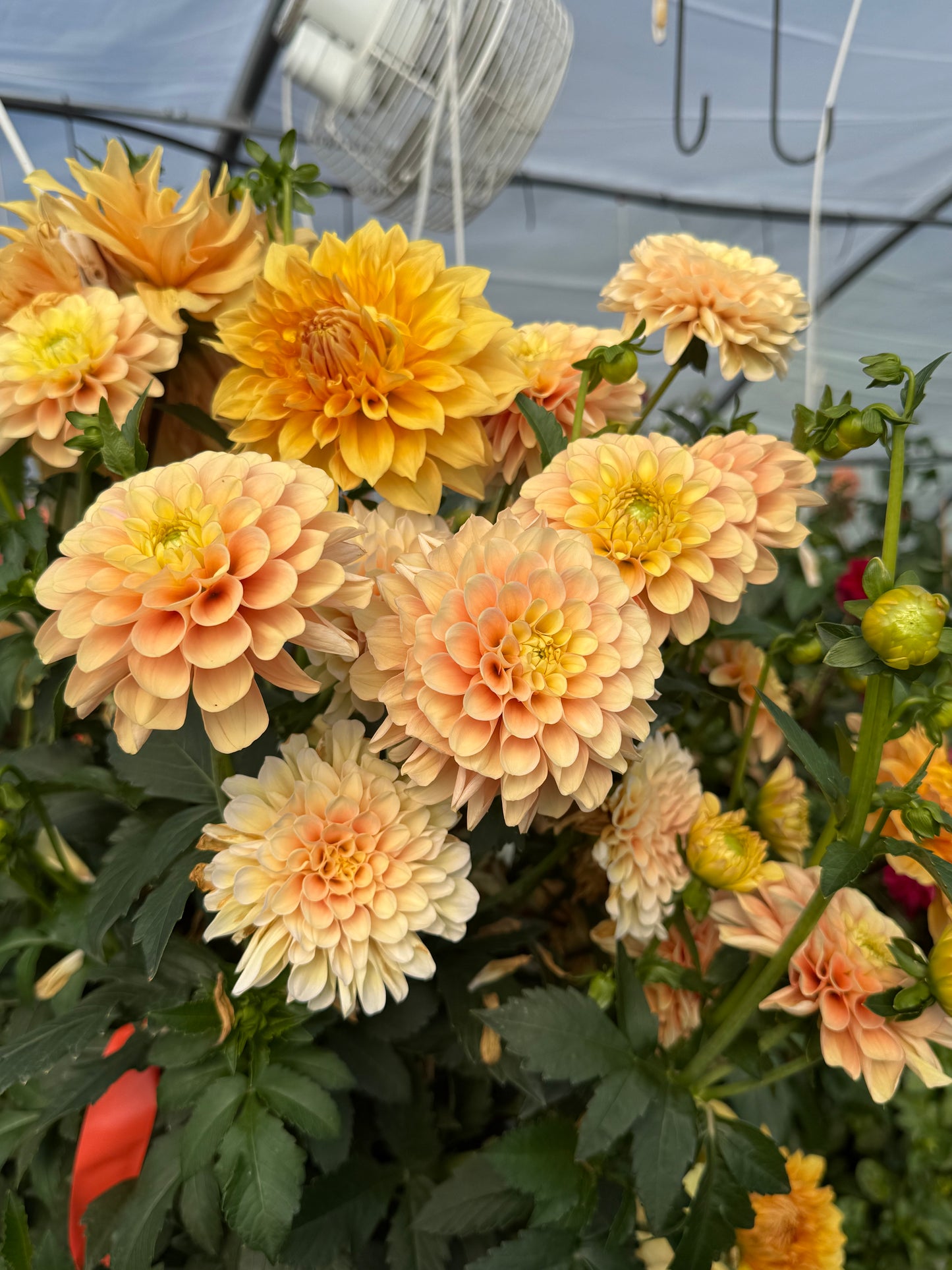 Burfoot Eva Rooted Cuttings