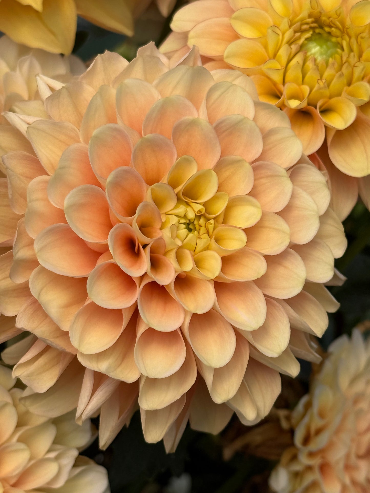 Burfoot Eva Rooted Cuttings