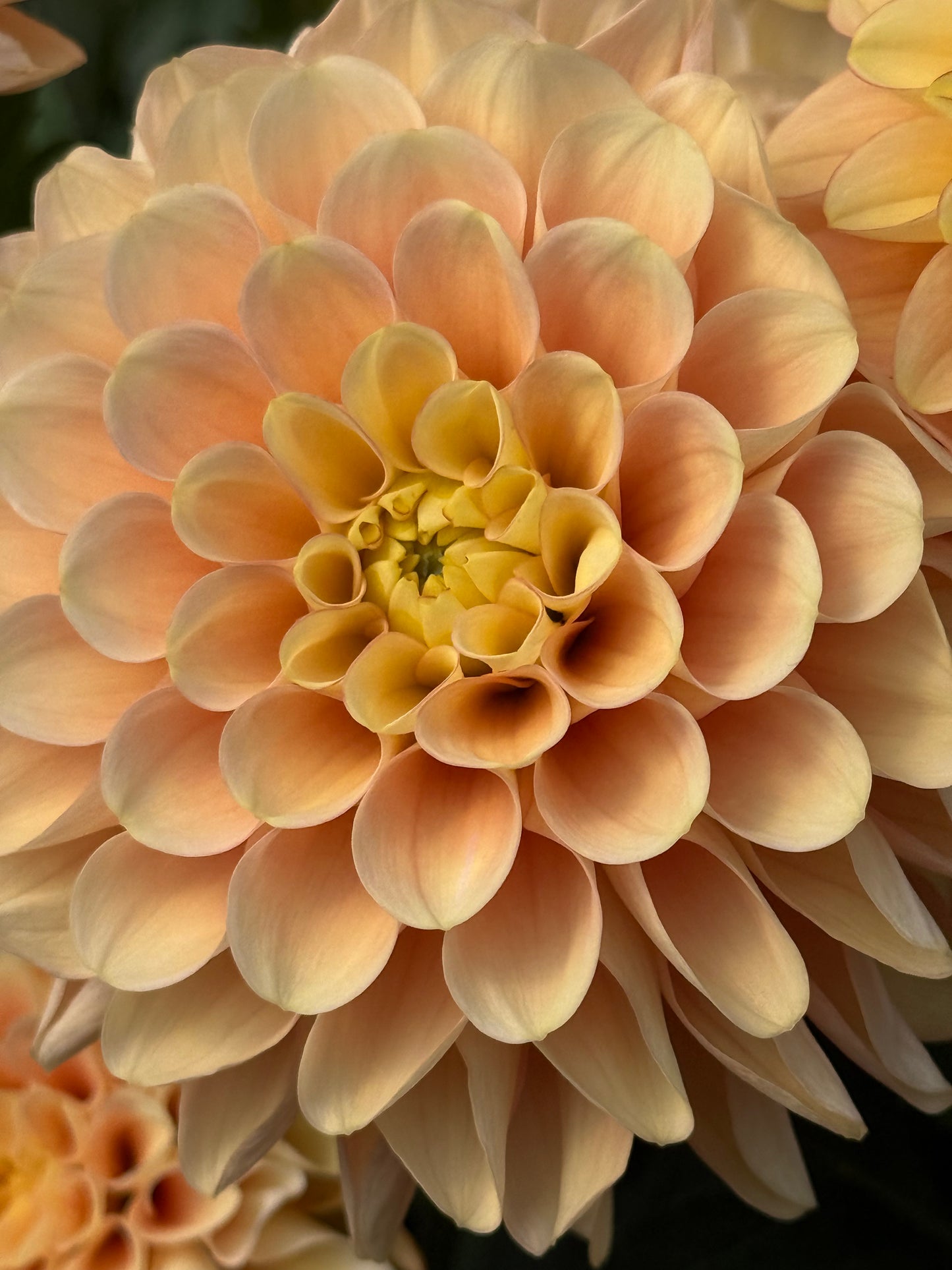 Burfoot Eva Rooted Cuttings