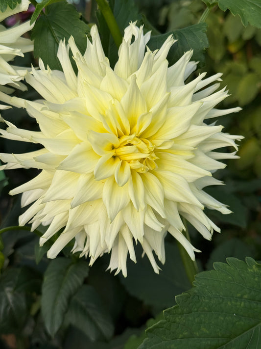 Bloomquist Sugarbear Rooted Cuttings