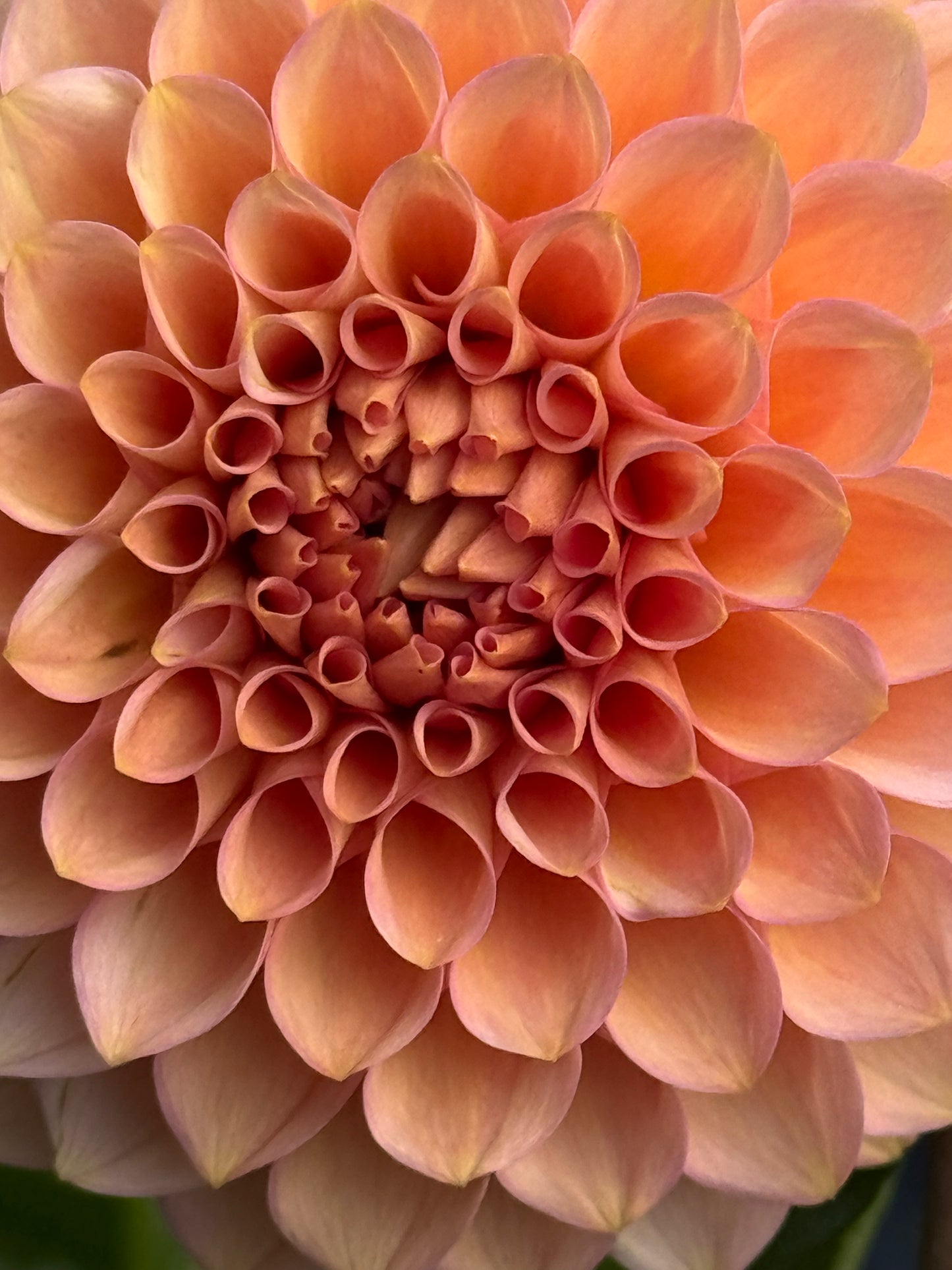 20th Ave Pink Cloud Rooted Cuttings