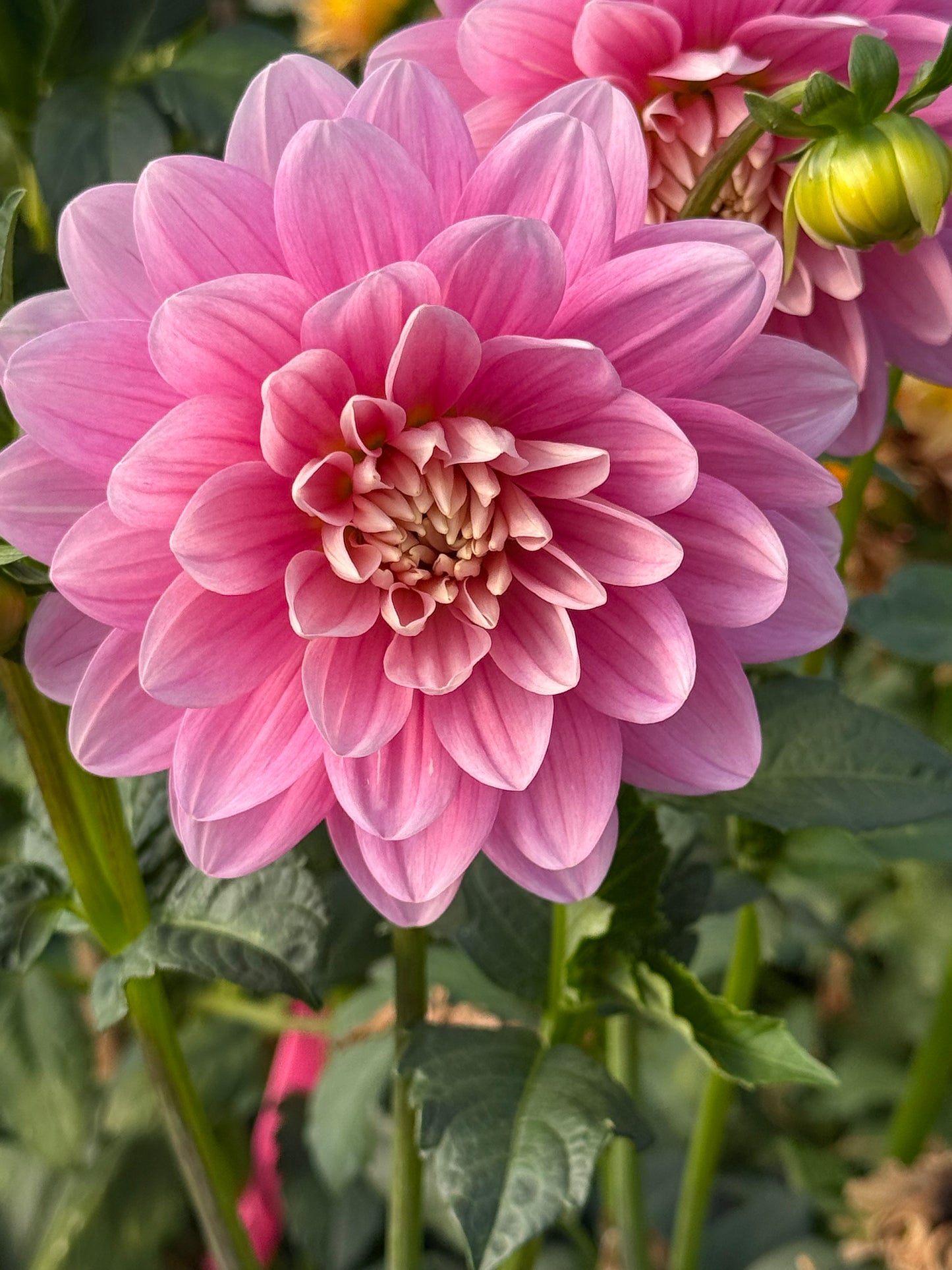 Hollyhill Pink Parfait Rooted Cuttings