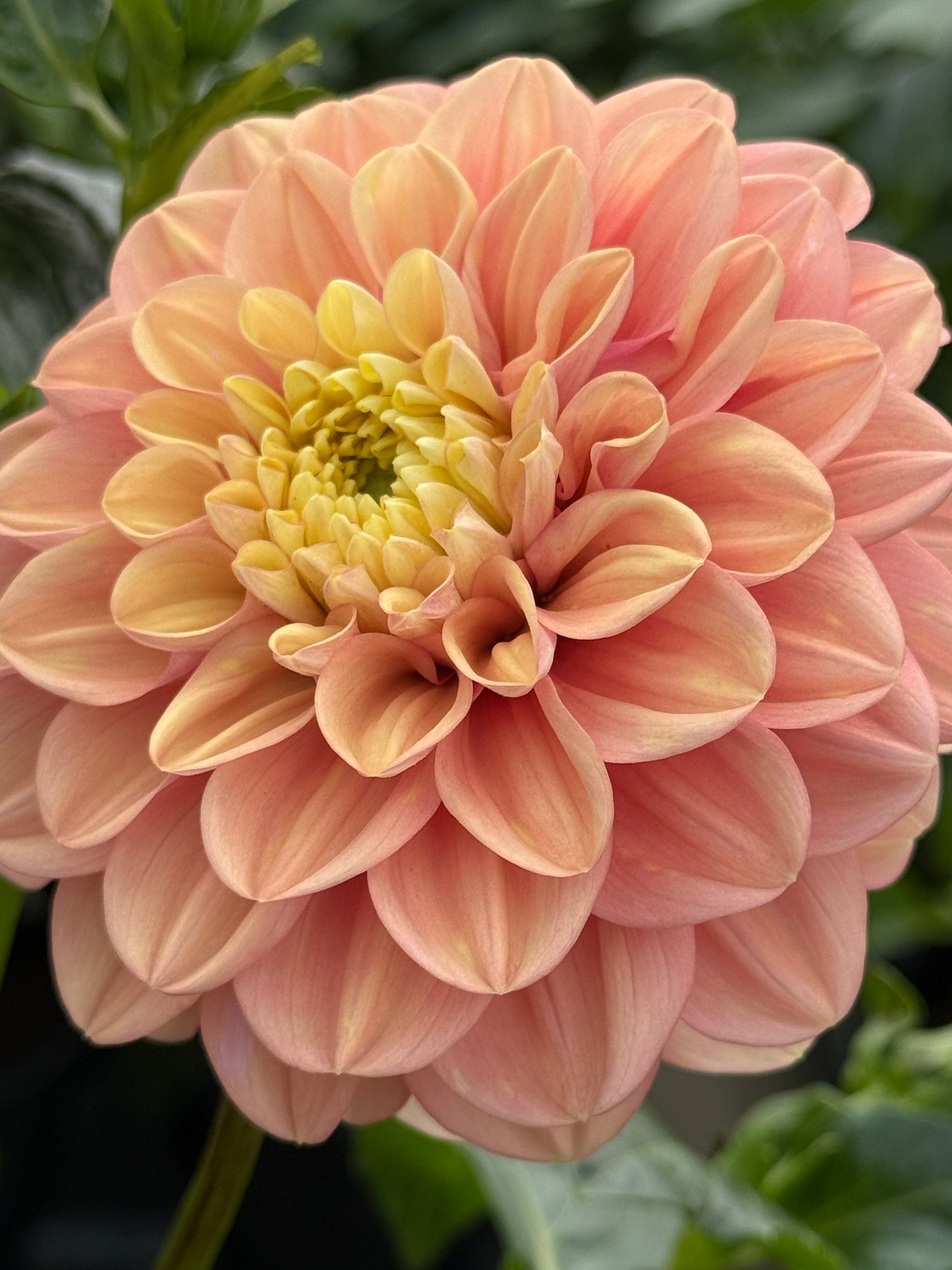 Florelie Kindness Rooted Cuttings