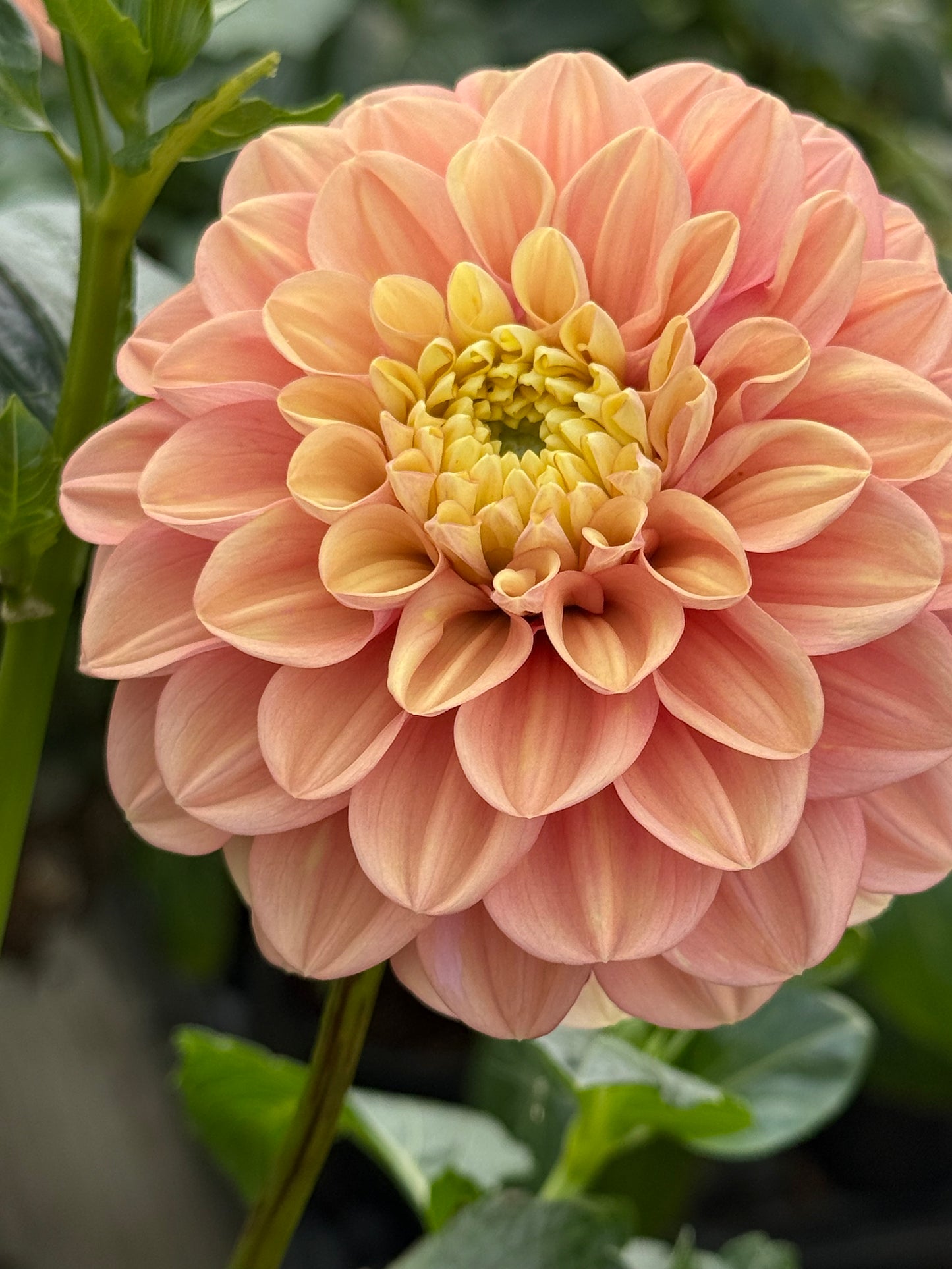 Florelie Kindness Rooted Cuttings