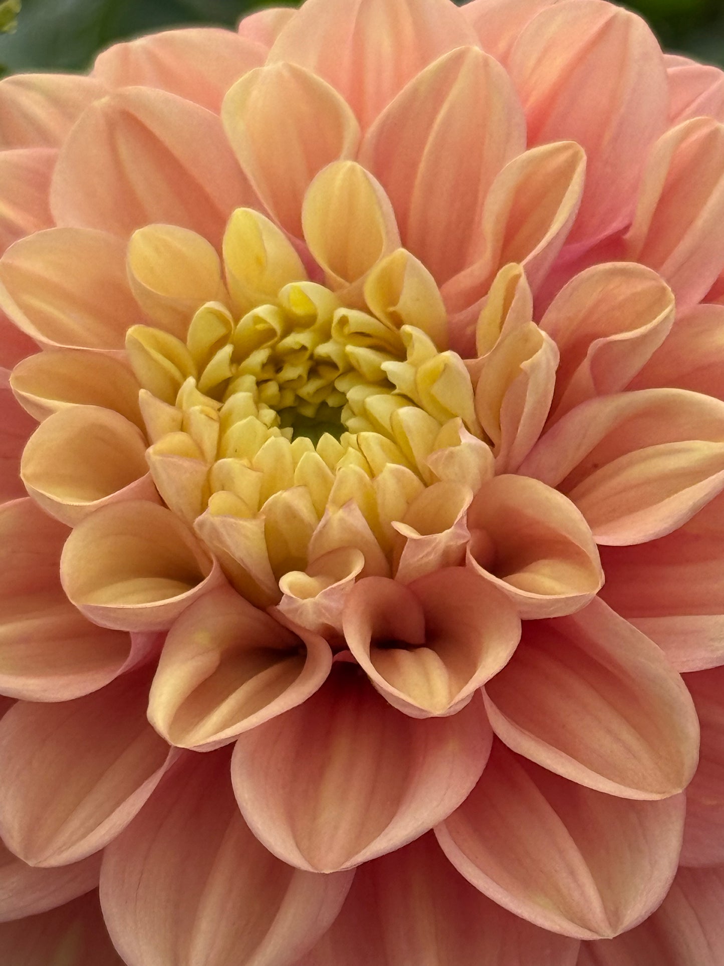 Florelie Kindness Rooted Cuttings