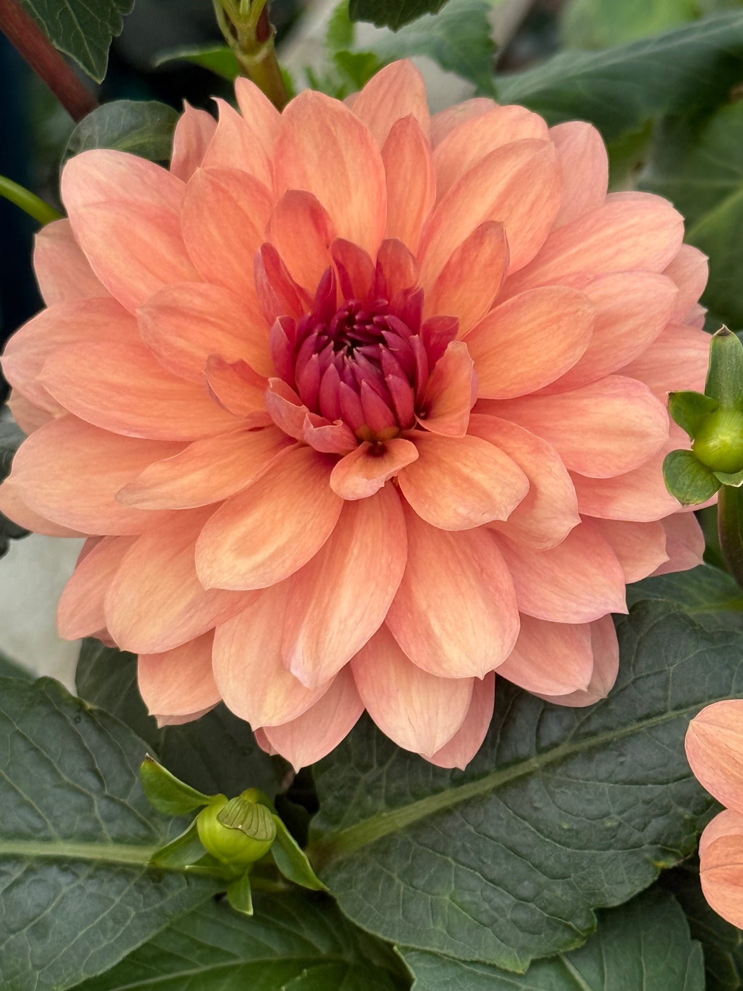 Chateau de la Bourdaisiere Rooted Cuttings