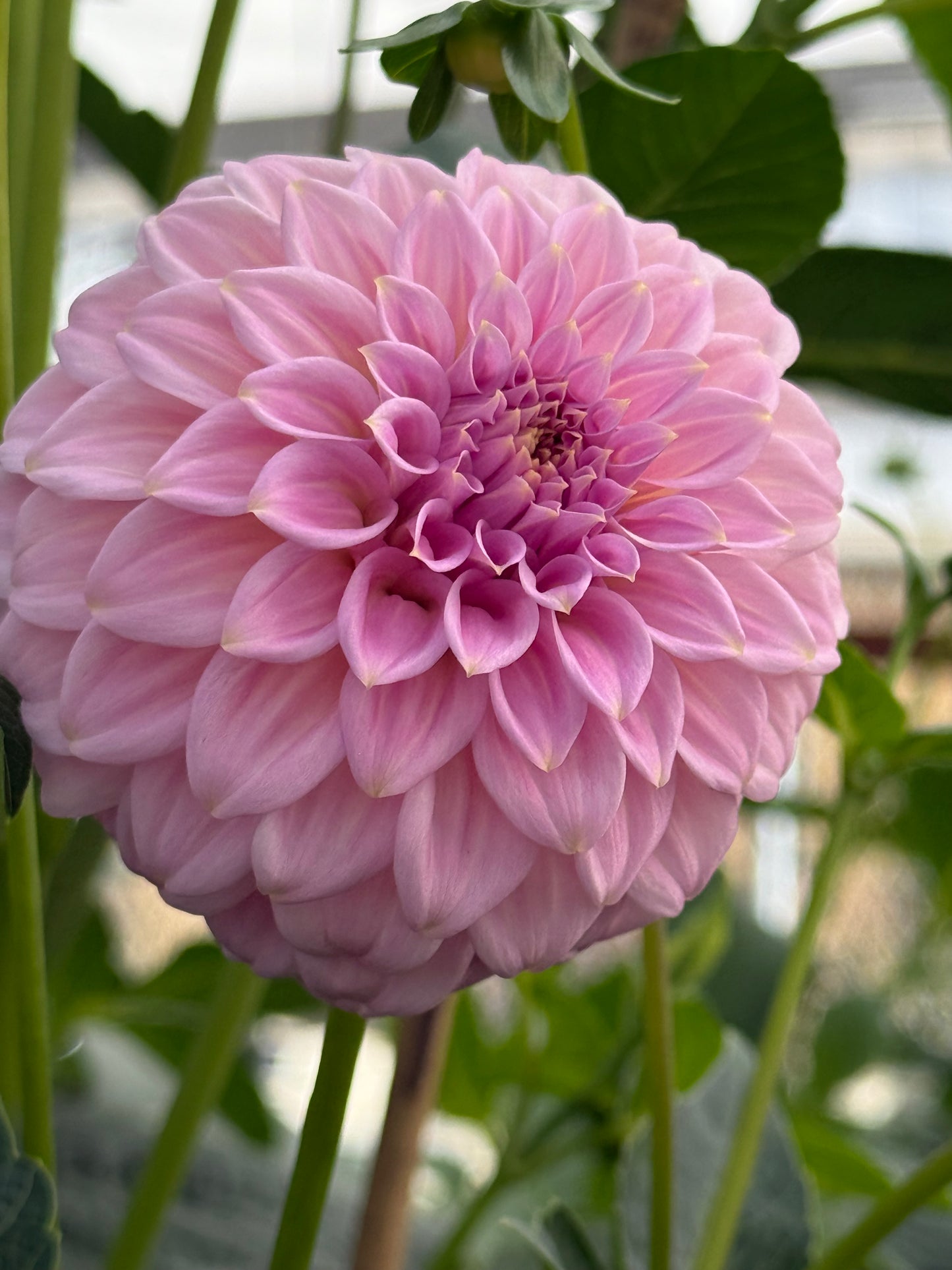 Araluen Leatrice Rooted Cuttings