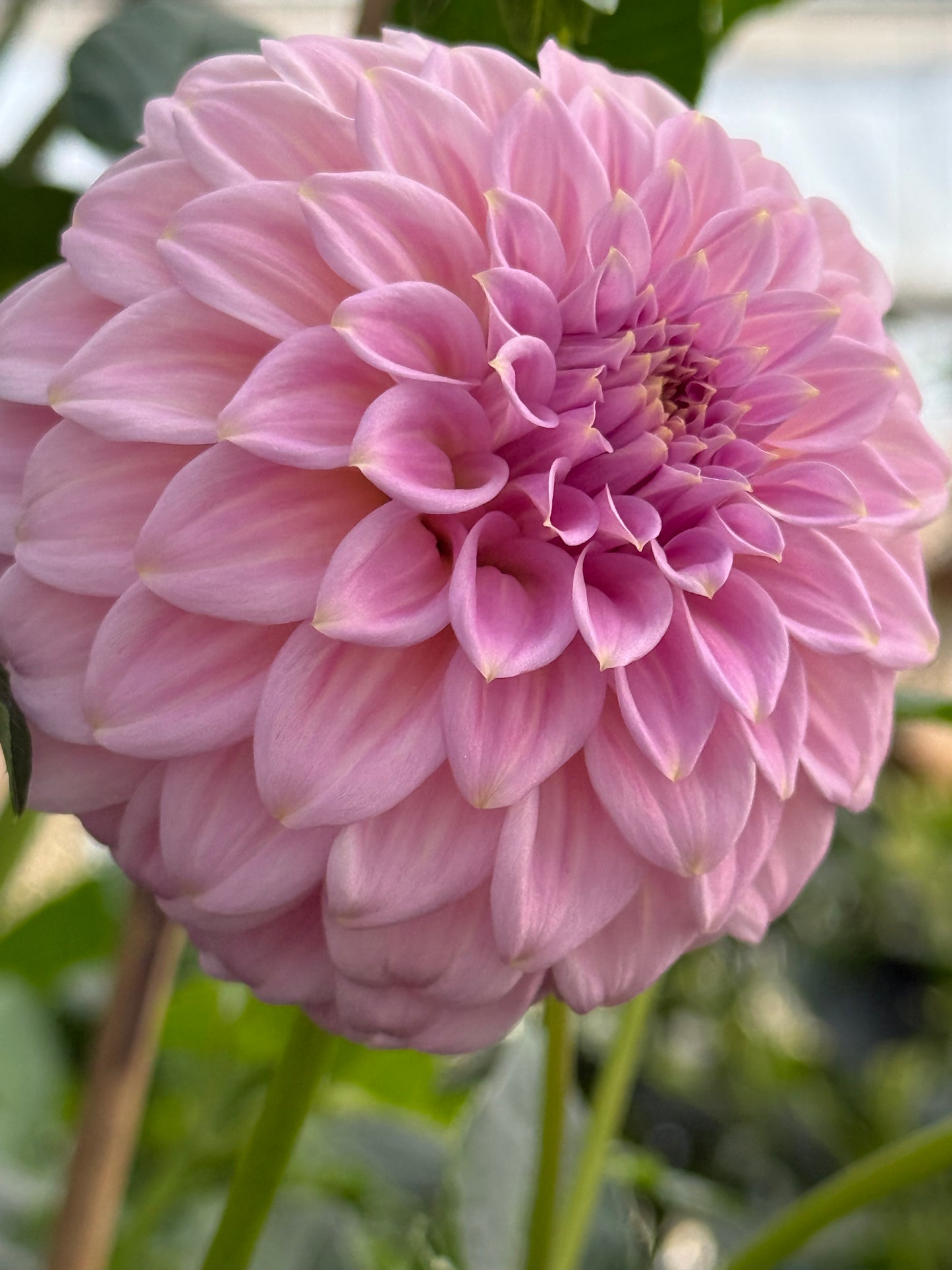 Araluen Leatrice Rooted Cuttings