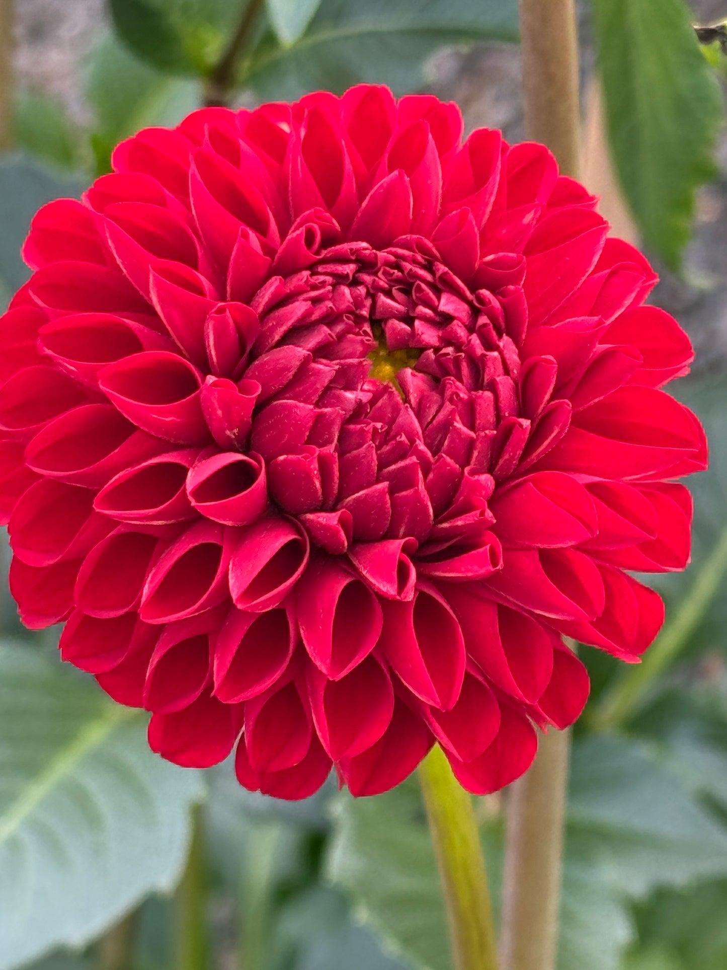 Van Isle Ruby Slipper Rooted Cuttings