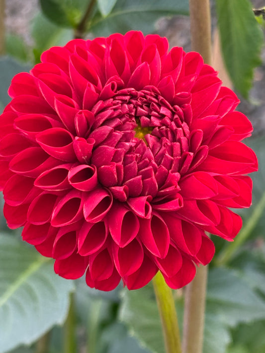 Van Isle Ruby Slipper Rooted Cuttings