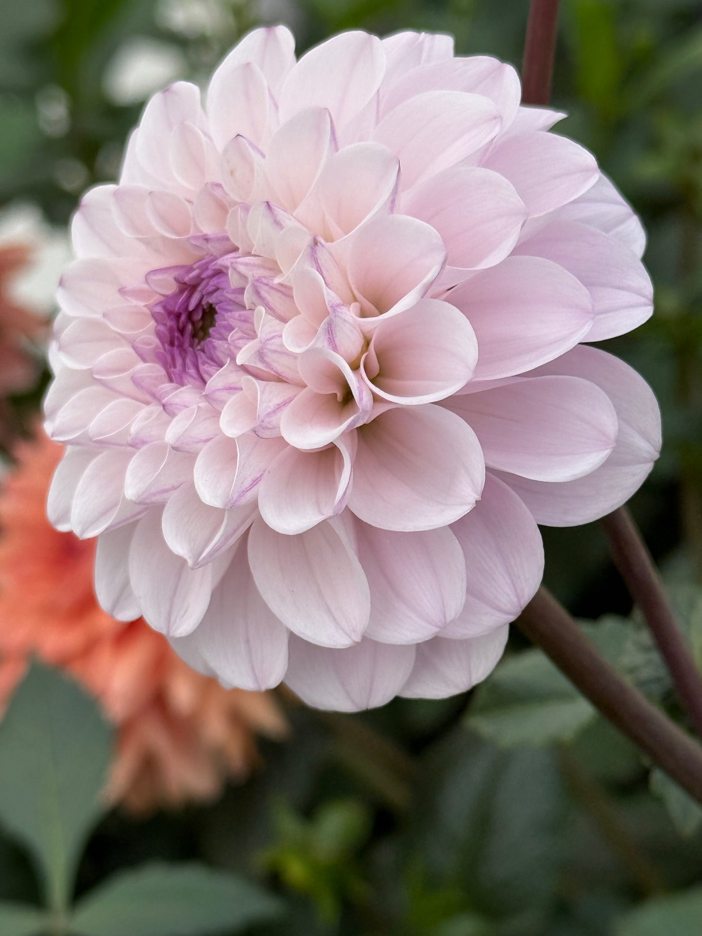Lee's Unicorn Eye Rooted Cuttings