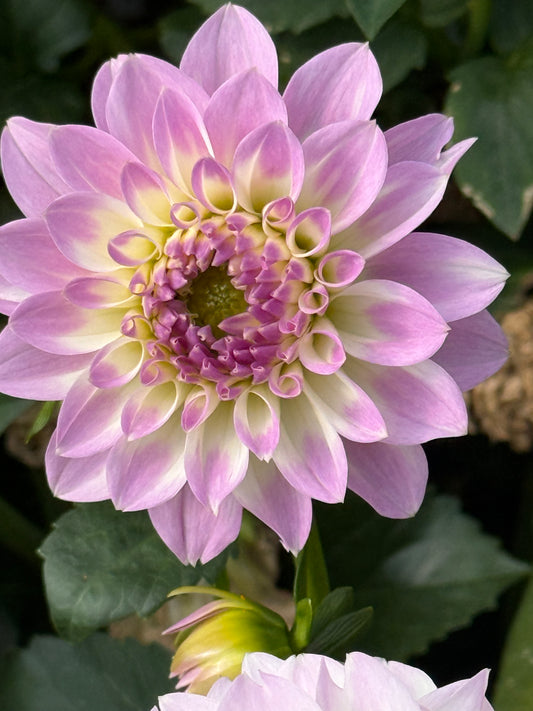 Mission Twinkle Rooted Cuttings