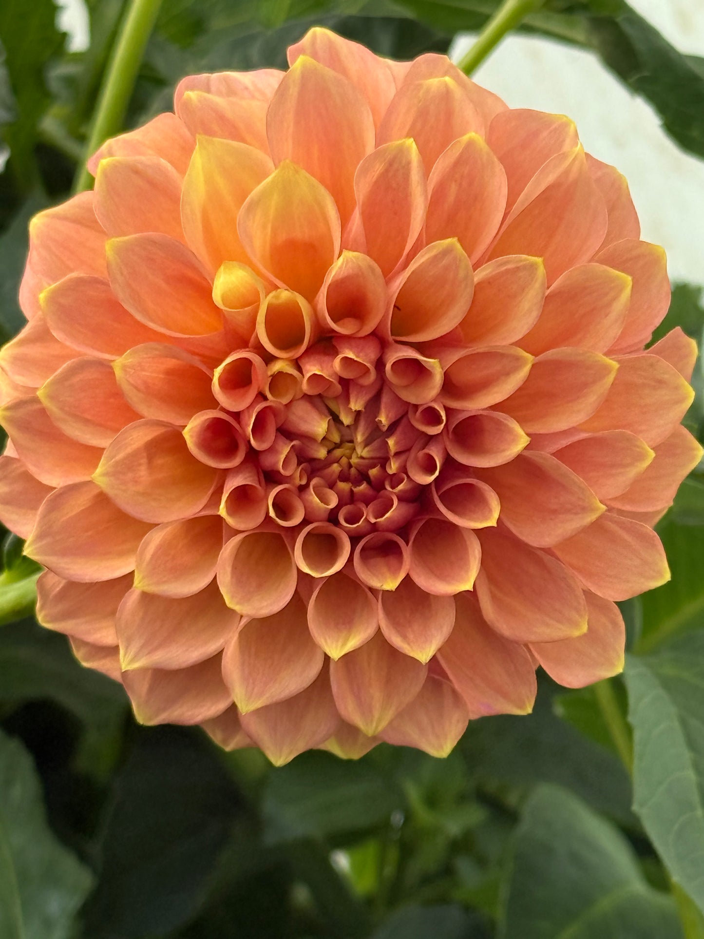 Peachy Parade Rooted Cuttings