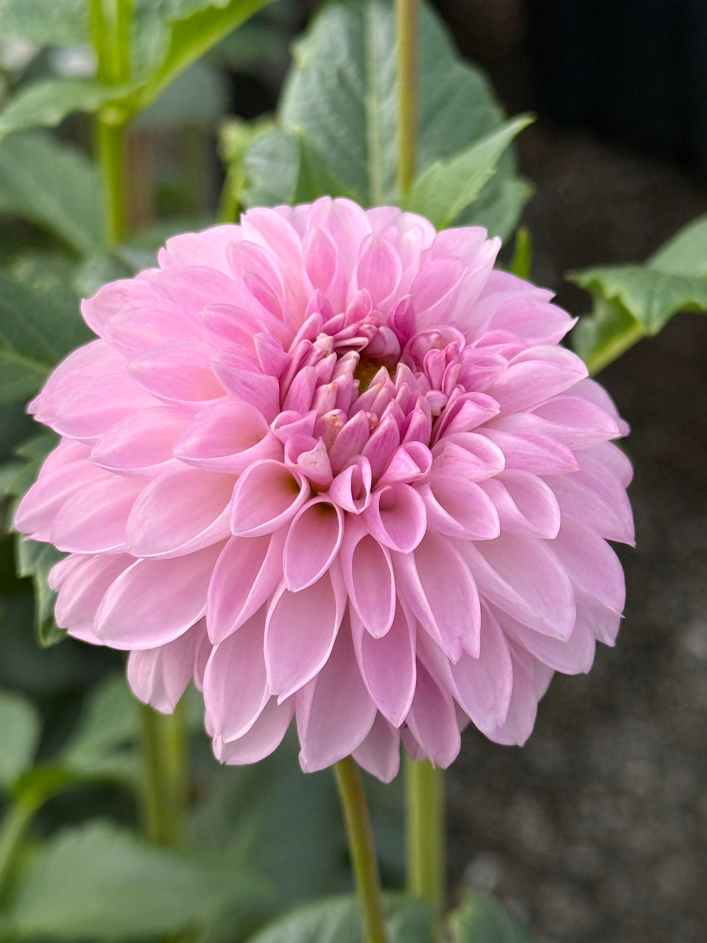 Skeena Glitter Rooted Cuttings