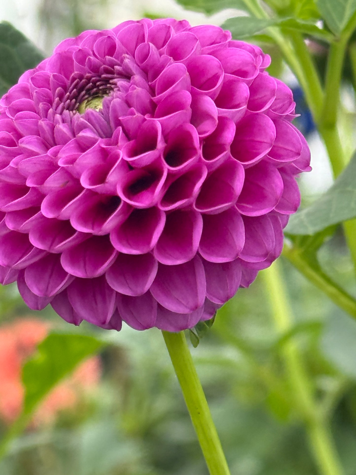 Florelie Hayley Rooted Cuttings