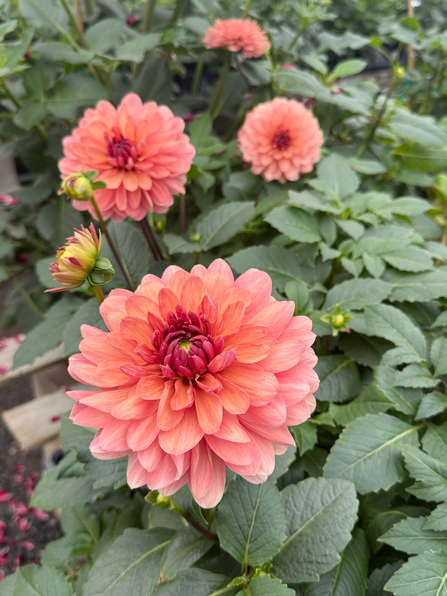 Chateau de la Bourdaisiere Rooted Cuttings