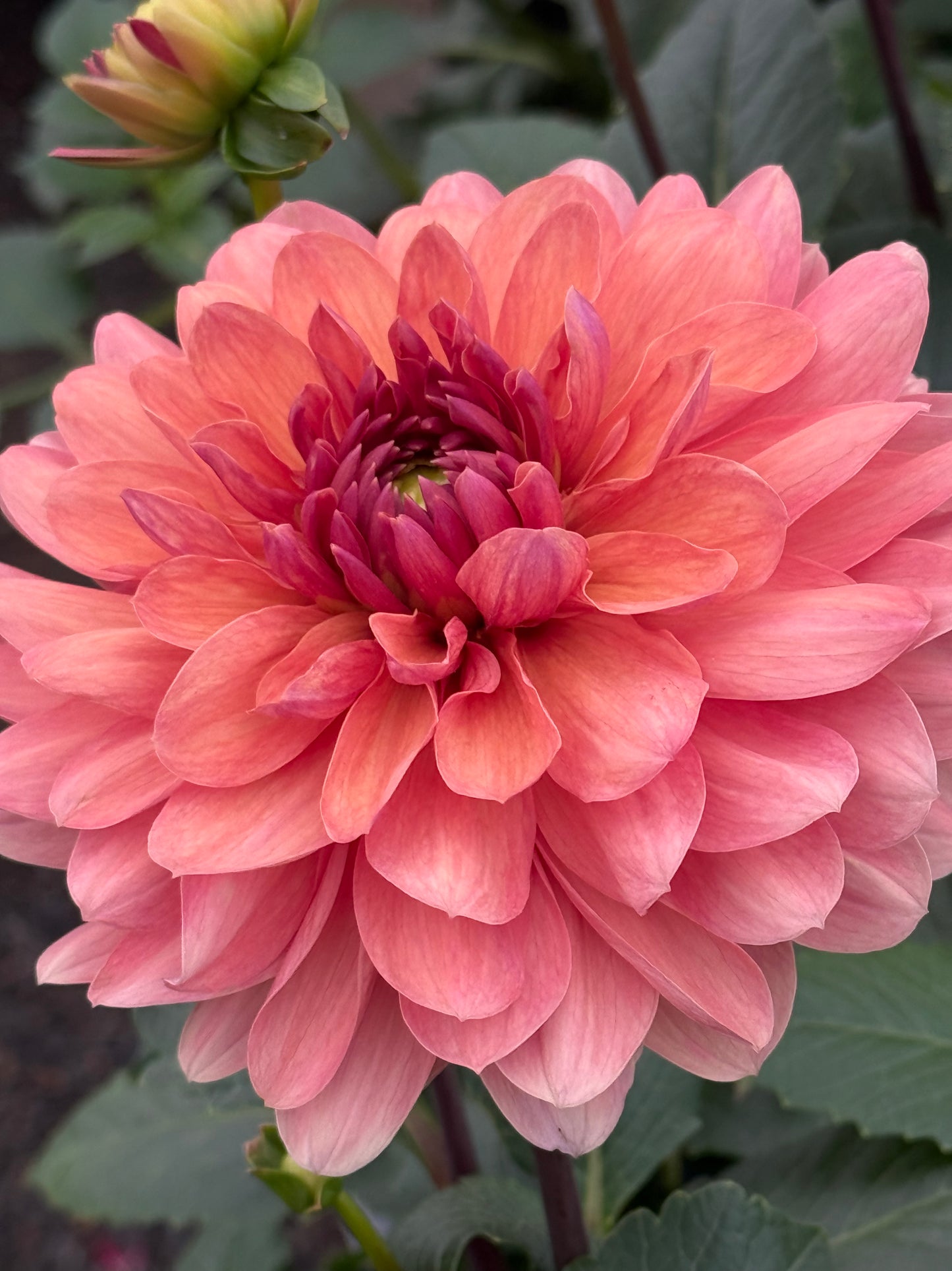 Chateau de la Bourdaisiere Rooted Cuttings