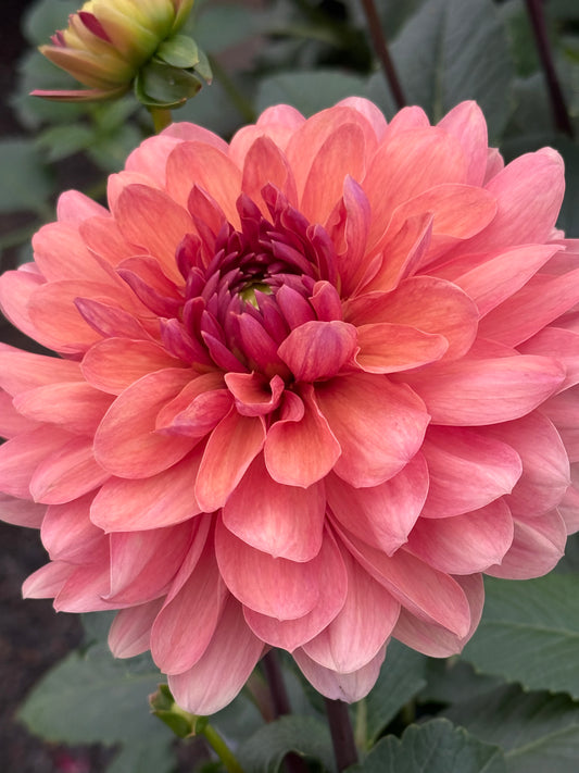 Chateau de la Bourdaisiere Rooted Cuttings
