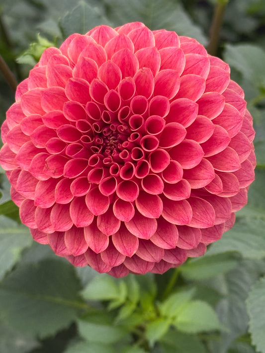 Levi's Sunfire Rooted Cuttings