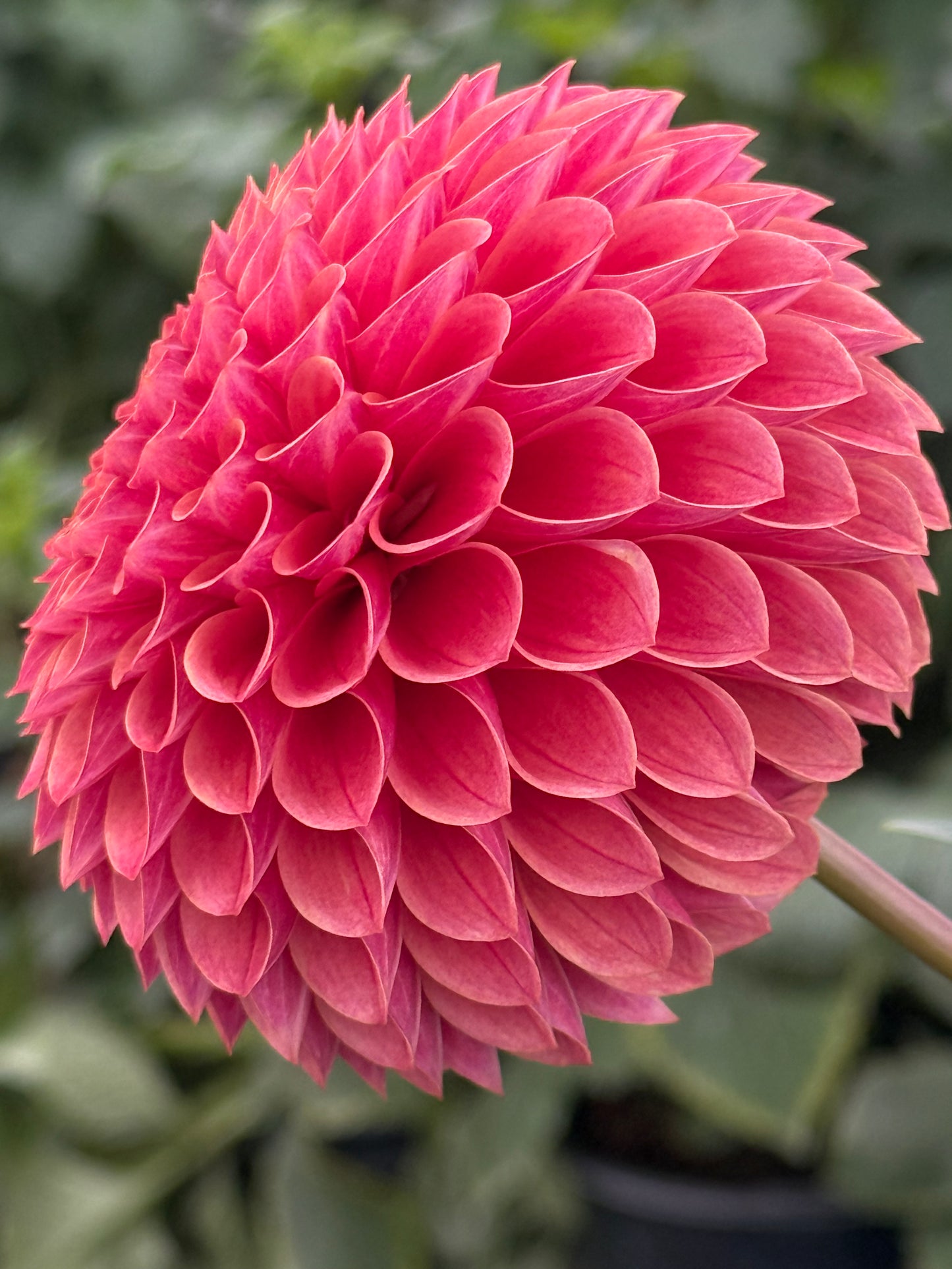 Levi's Sunfire Rooted Cuttings