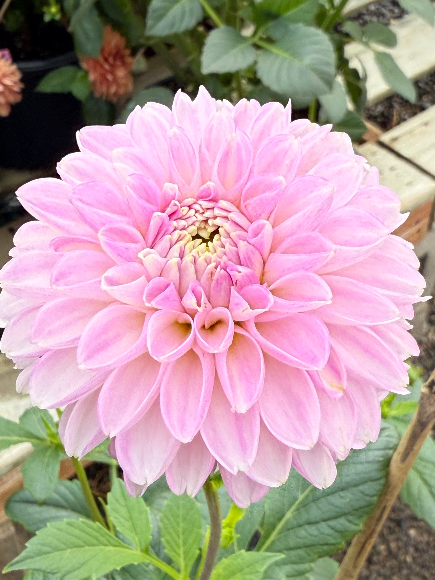 Skeena Glitter Rooted Cuttings