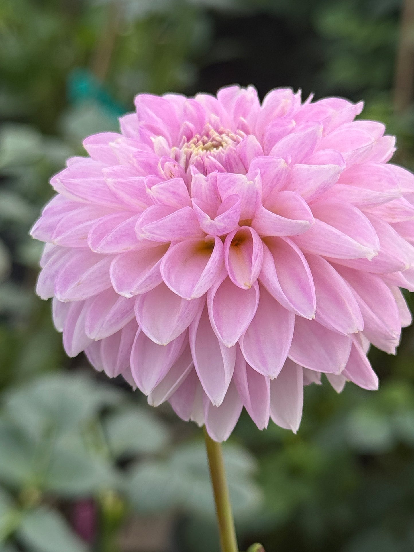 Skeena Glitter Rooted Cuttings