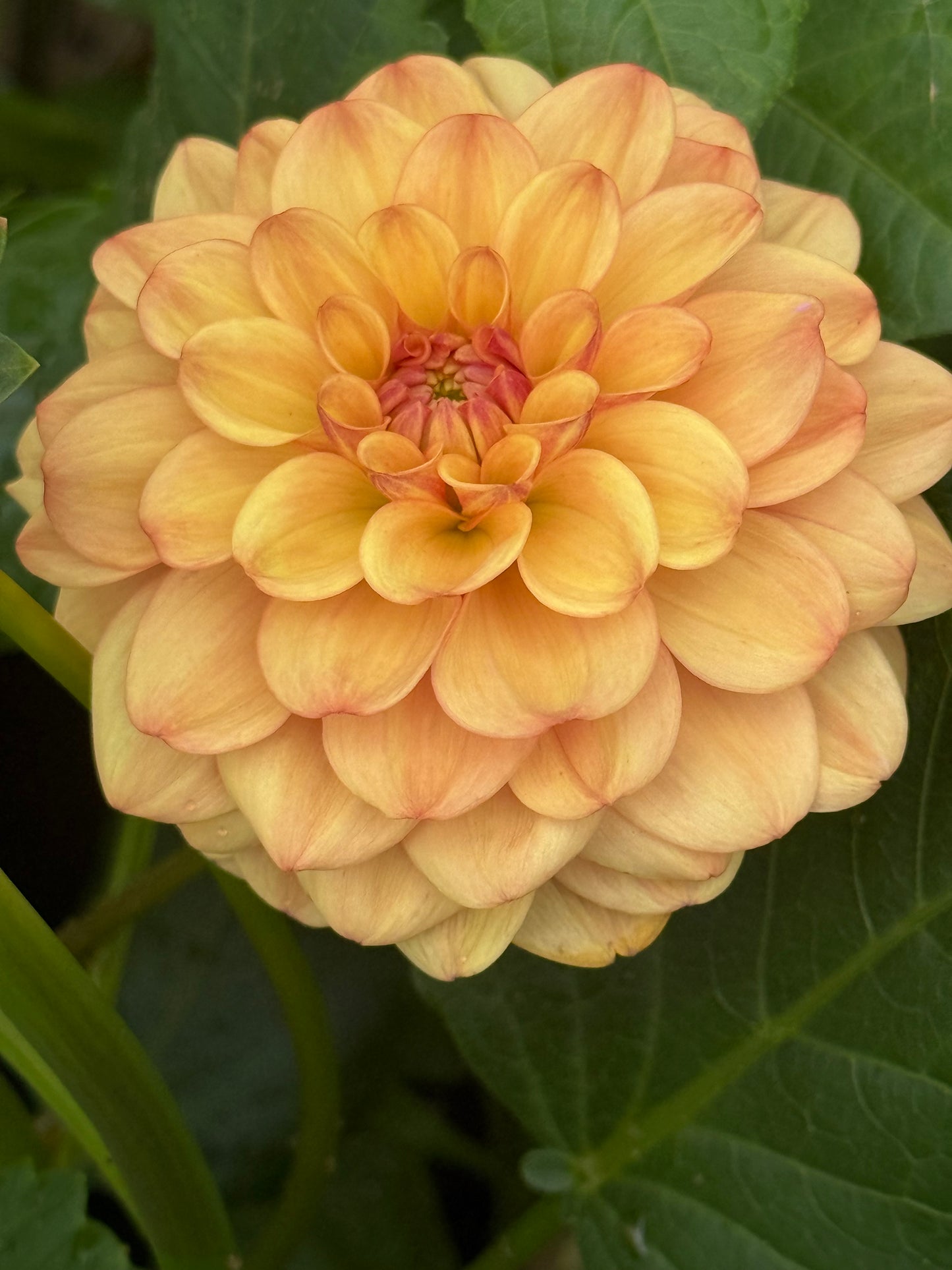 Bell's Palermo  Rooted Cuttings