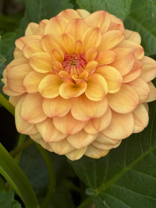 Bell's Palermo  Rooted Cuttings