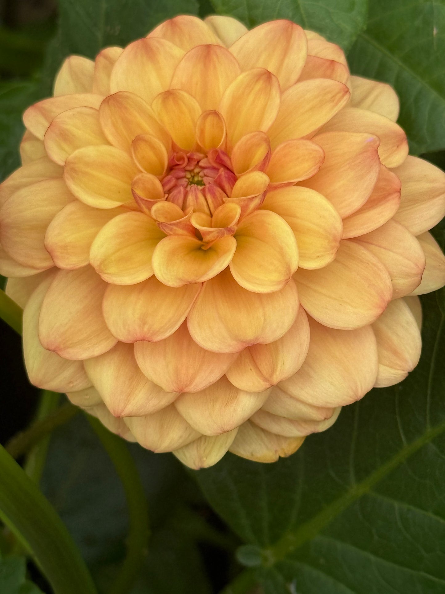 Bell's Palermo  Rooted Cuttings