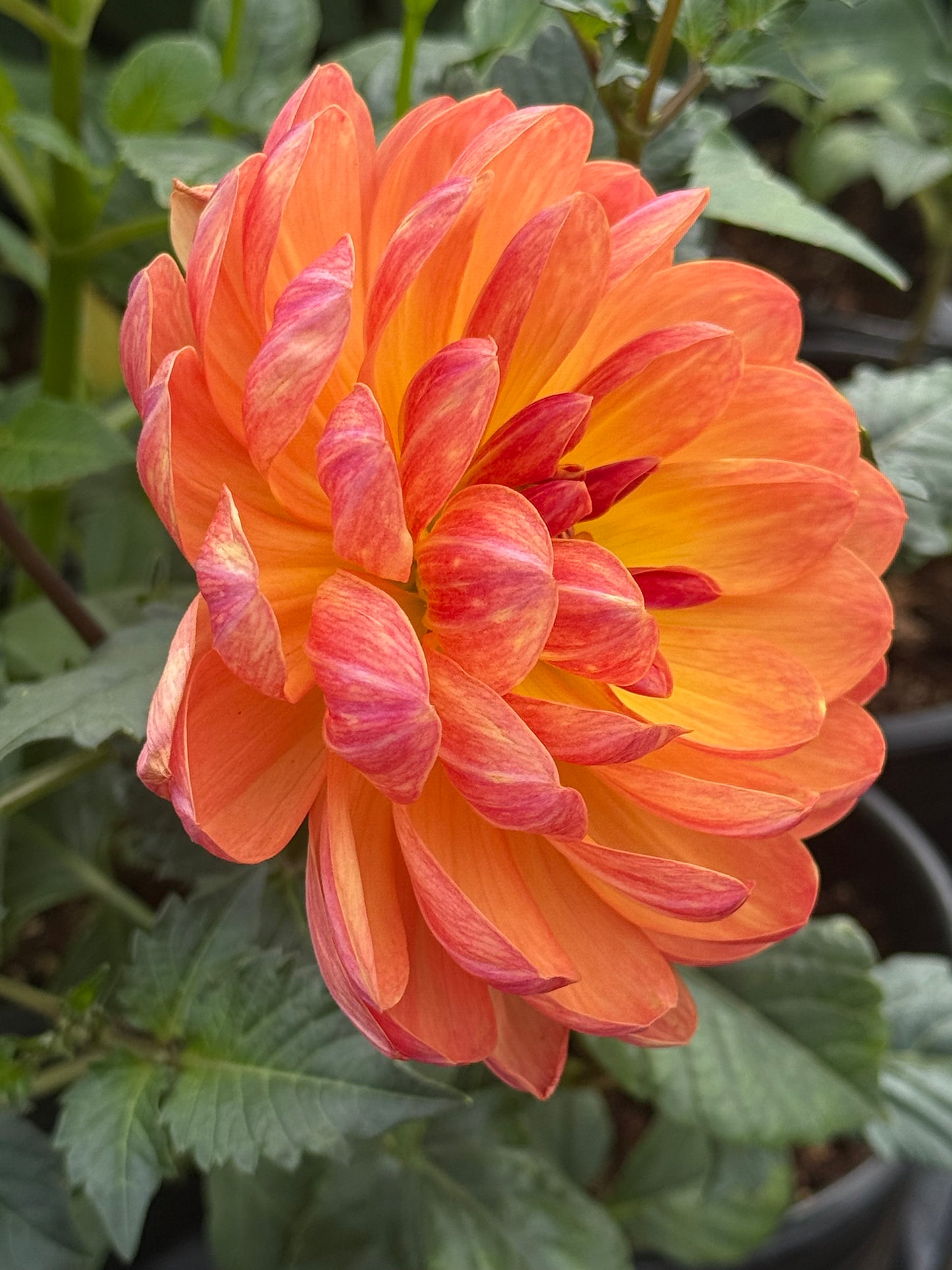 GFF Butterscotch Rooted Cuttings