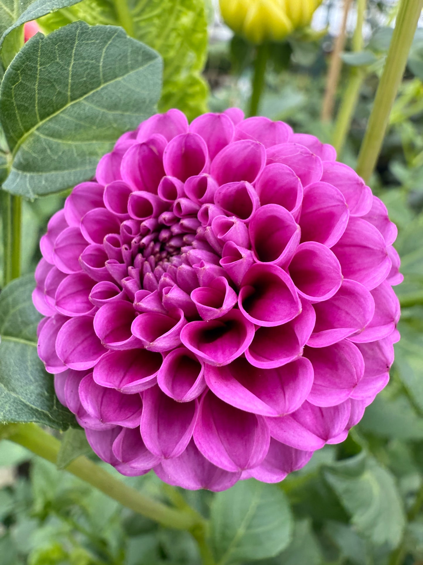 Florelie Hayley Rooted Cuttings