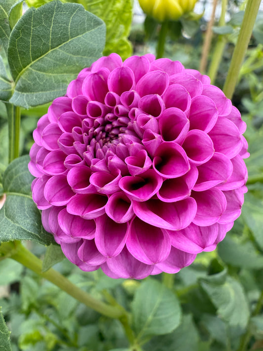 Florelie Hayley Rooted Cuttings