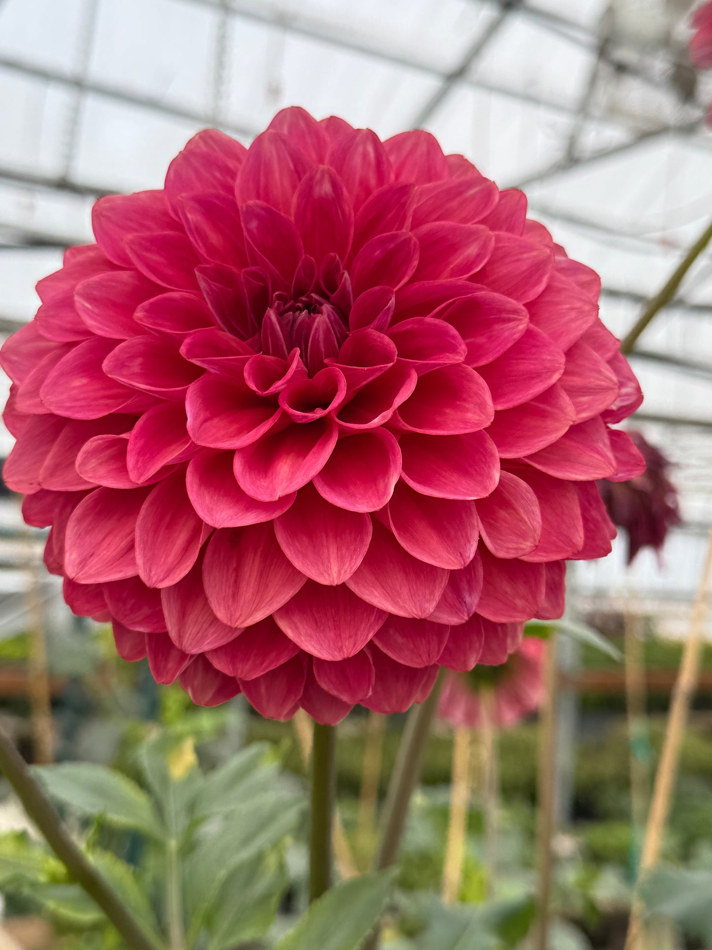 Florelie Candice Rooted Cuttings