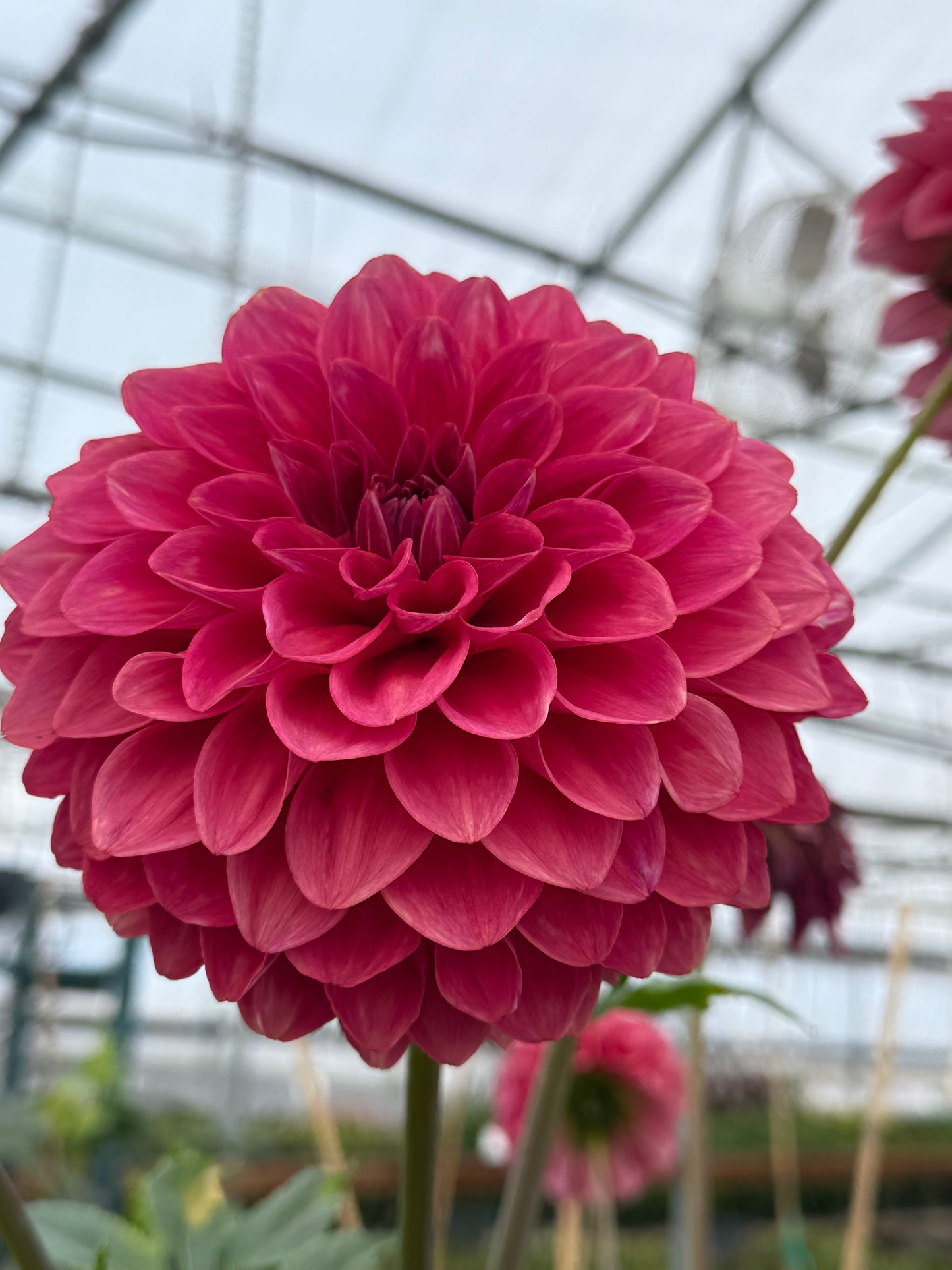 Florelie Candice Rooted Cuttings