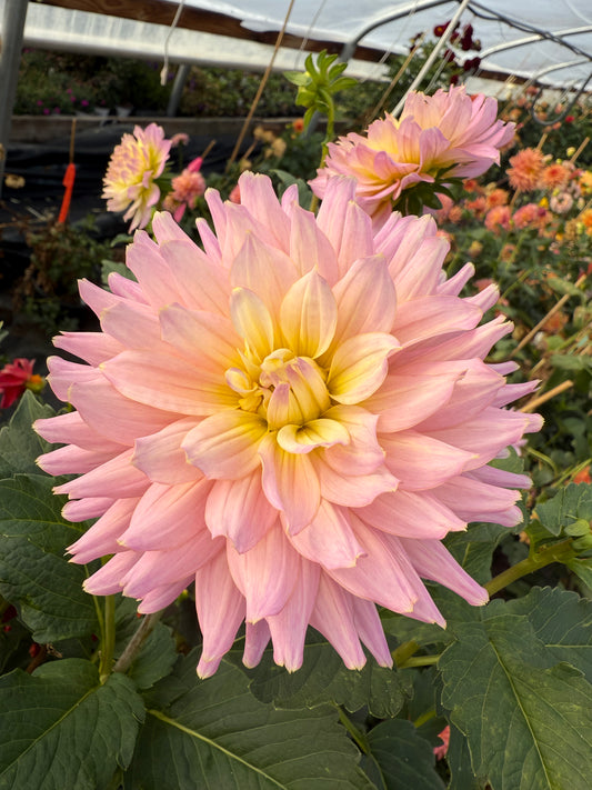 Hollyhill Leda Rooted Cuttings