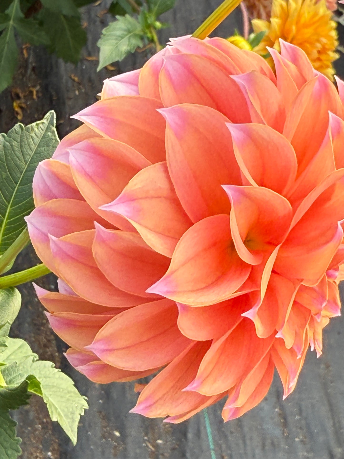 Lee's Serendipity Rooted Cuttings