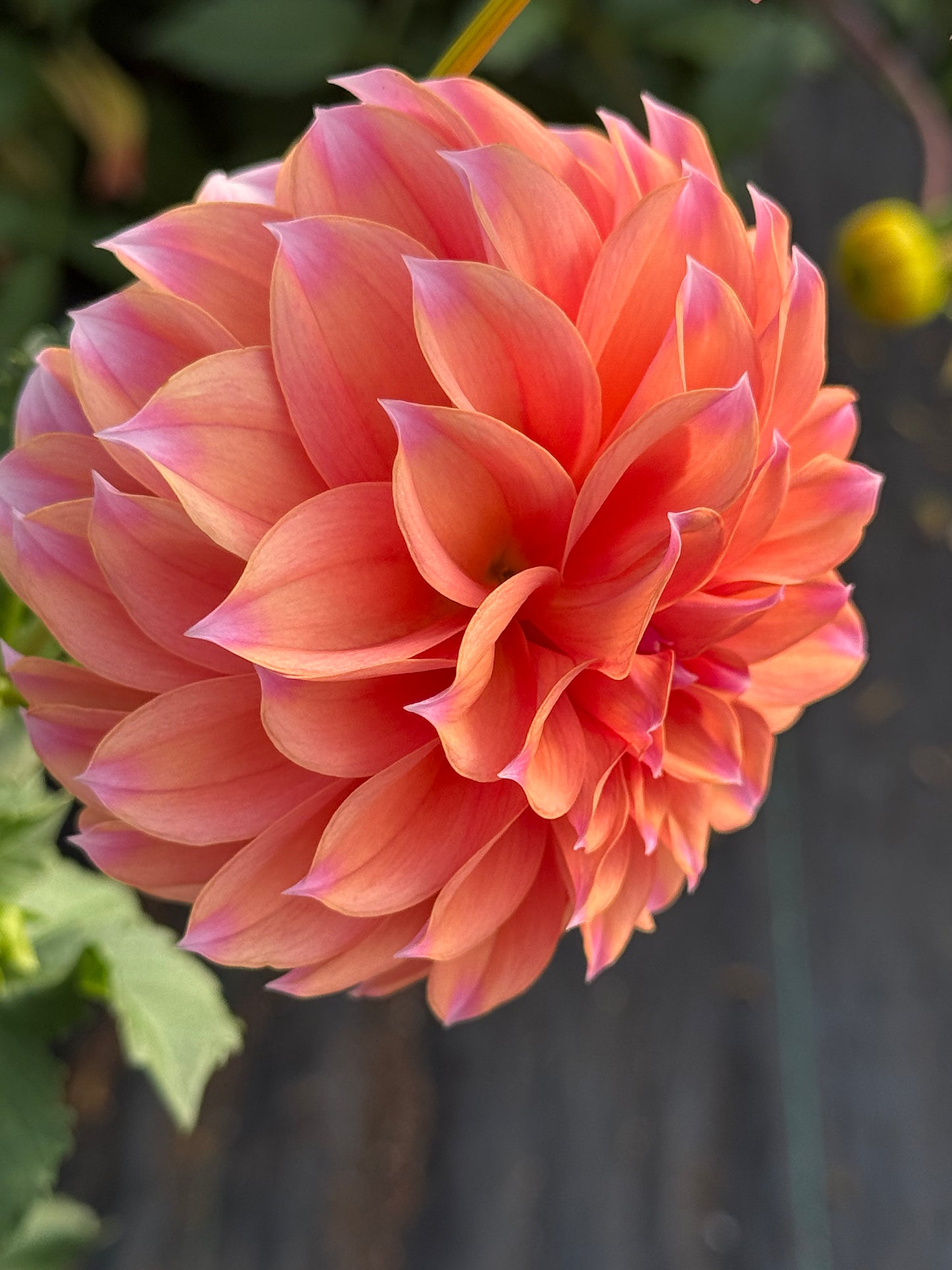 Lee's Serendipity Rooted Cuttings