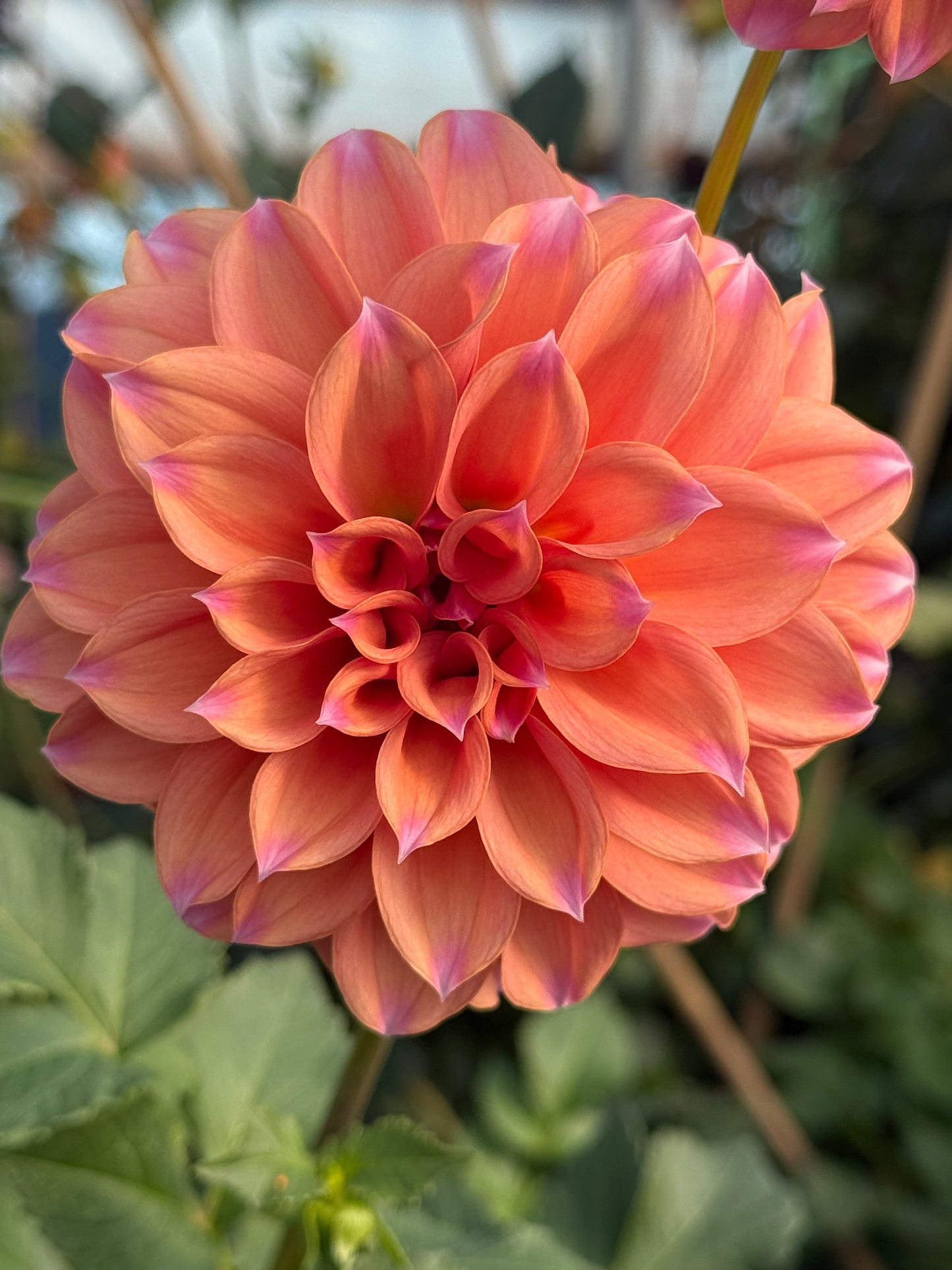 Lee's Serendipity Rooted Cuttings