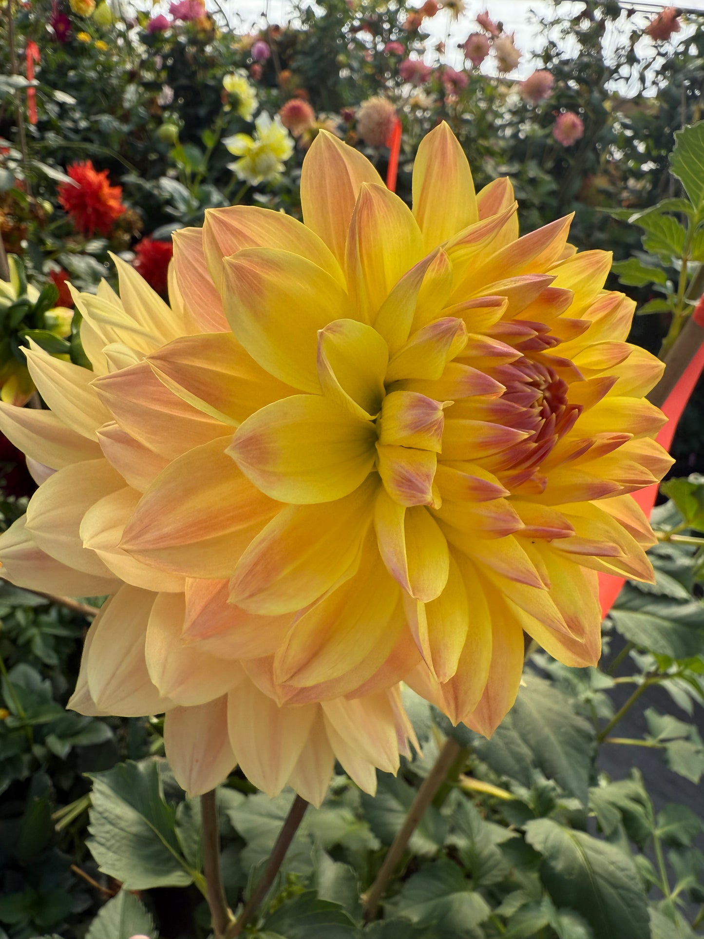 Lee’s Lotusland Rooted Cuttings