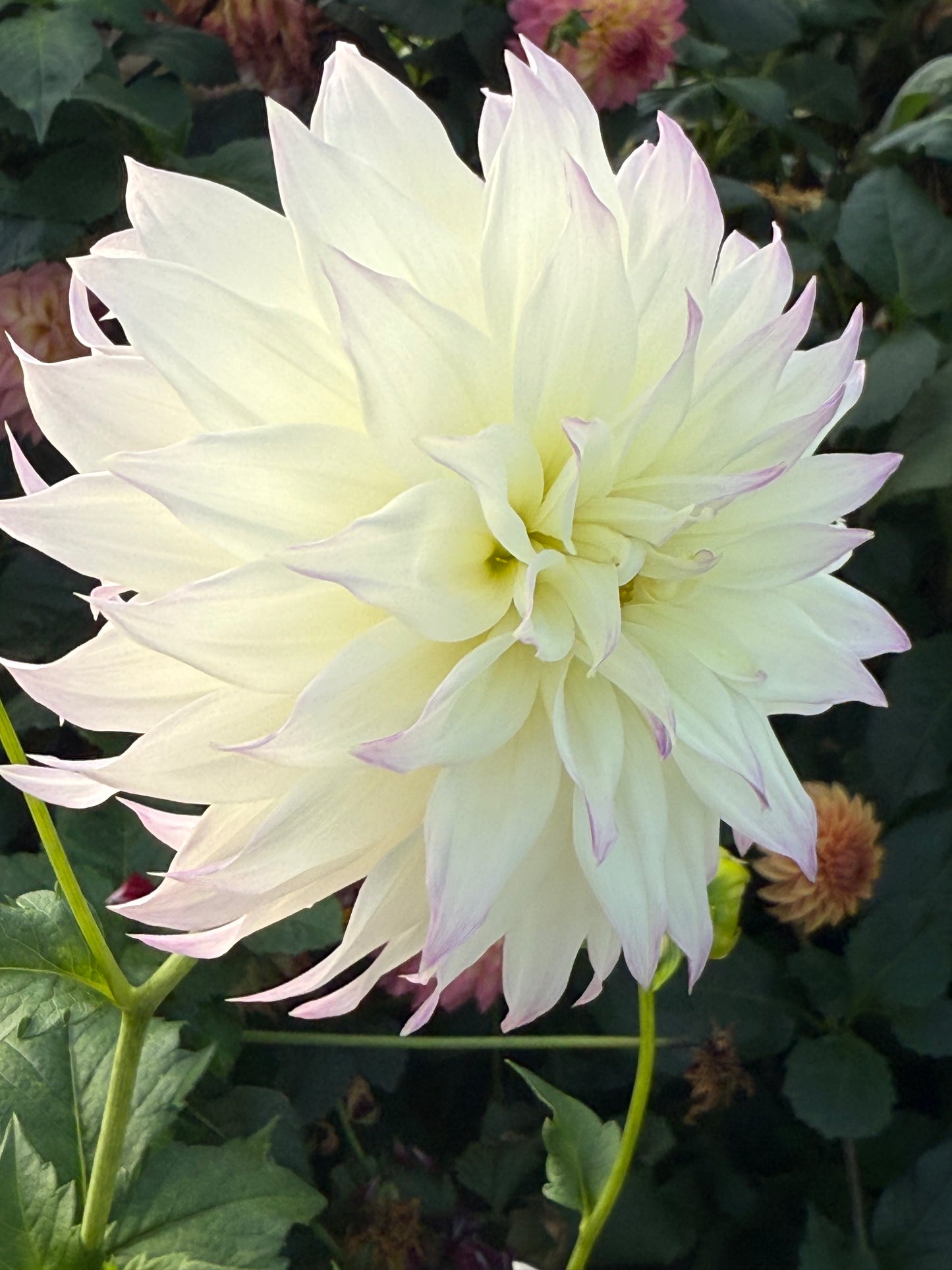 Bloomquist Sterling Rooted Cuttings
