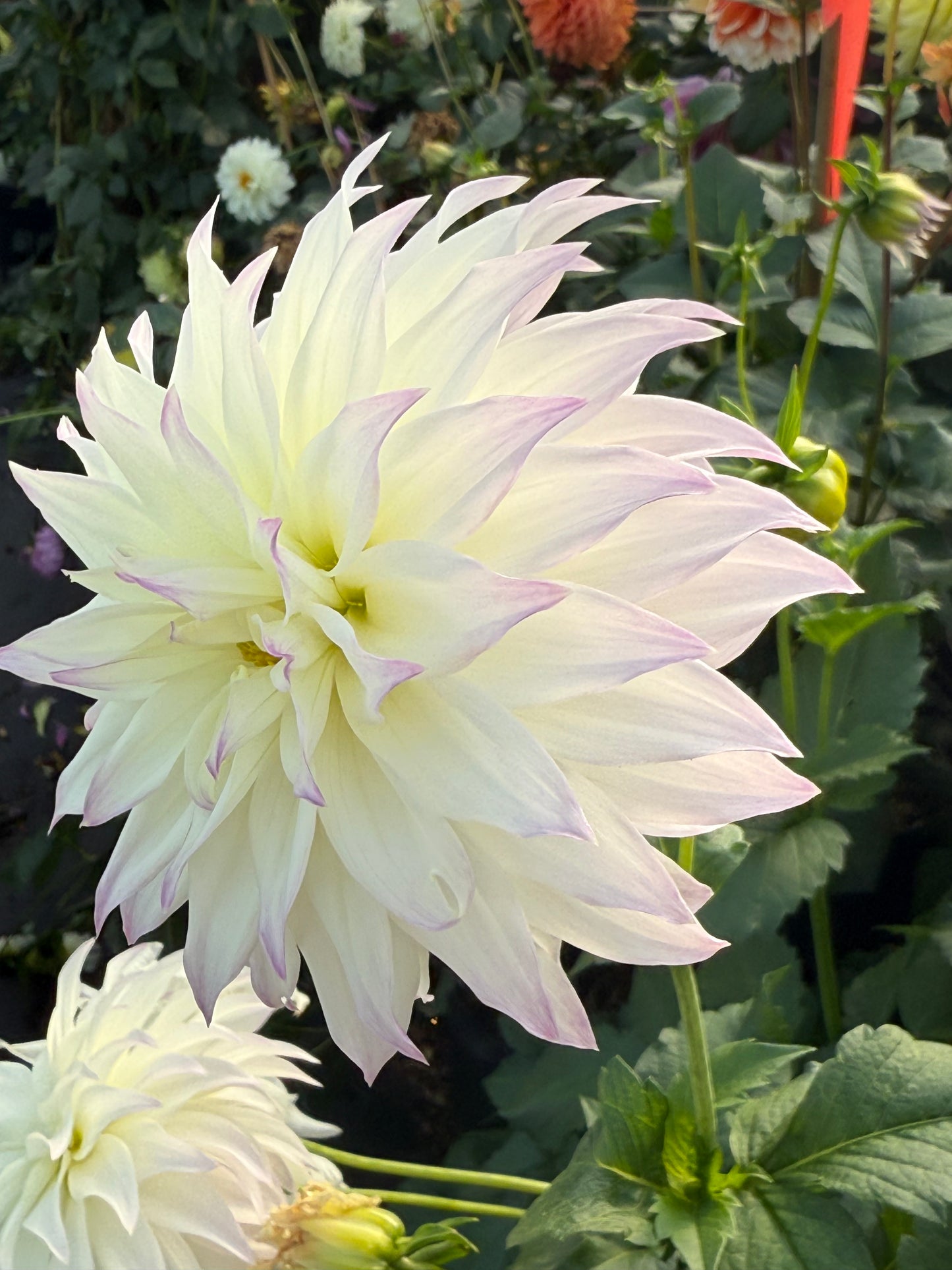 Bloomquist Sterling Rooted Cuttings