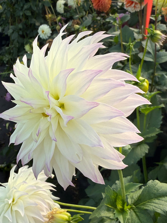 Bloomquist Sterling Rooted Cuttings
