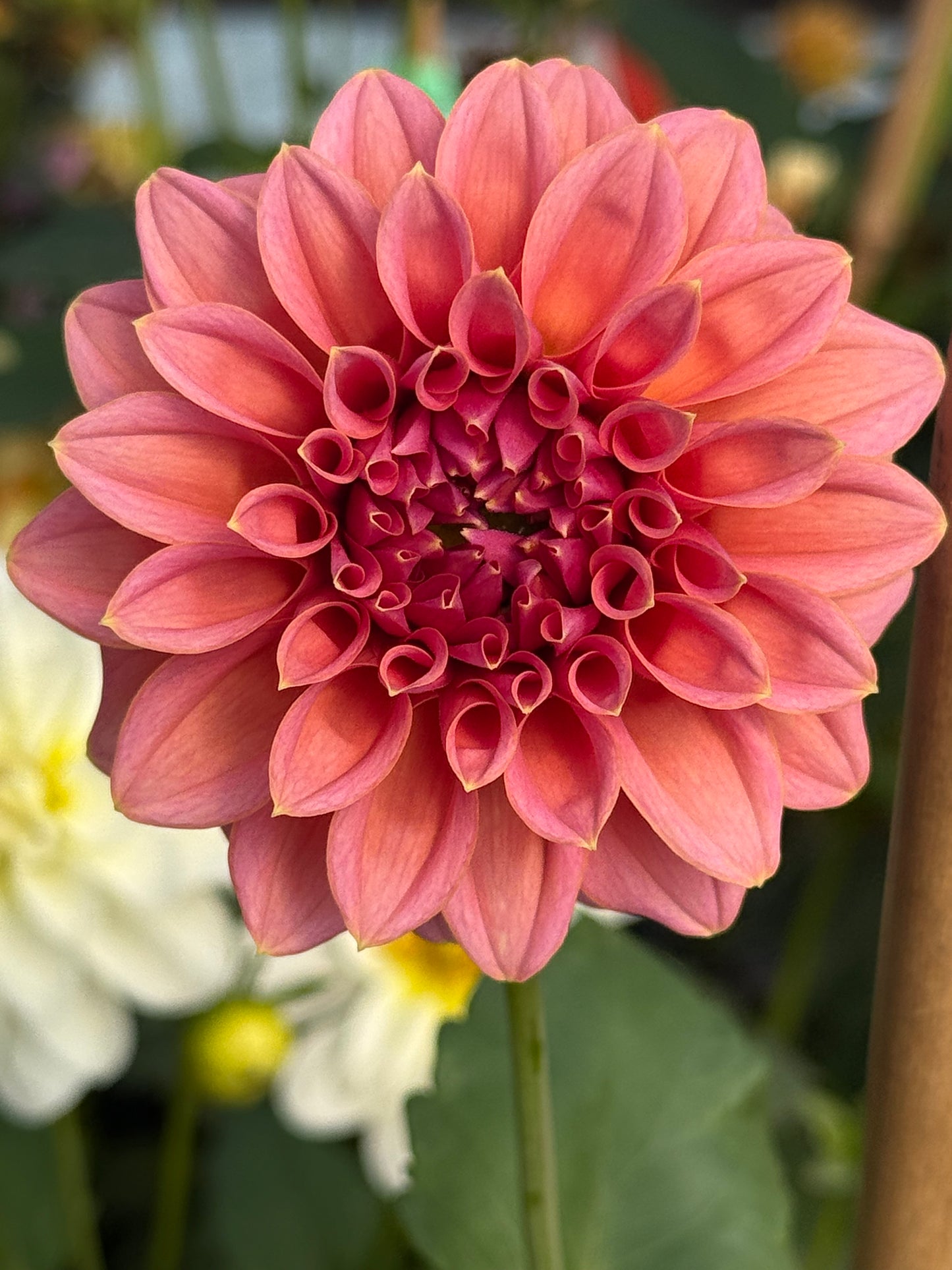 Lee’s Mauva Guava Rooted Cuttings