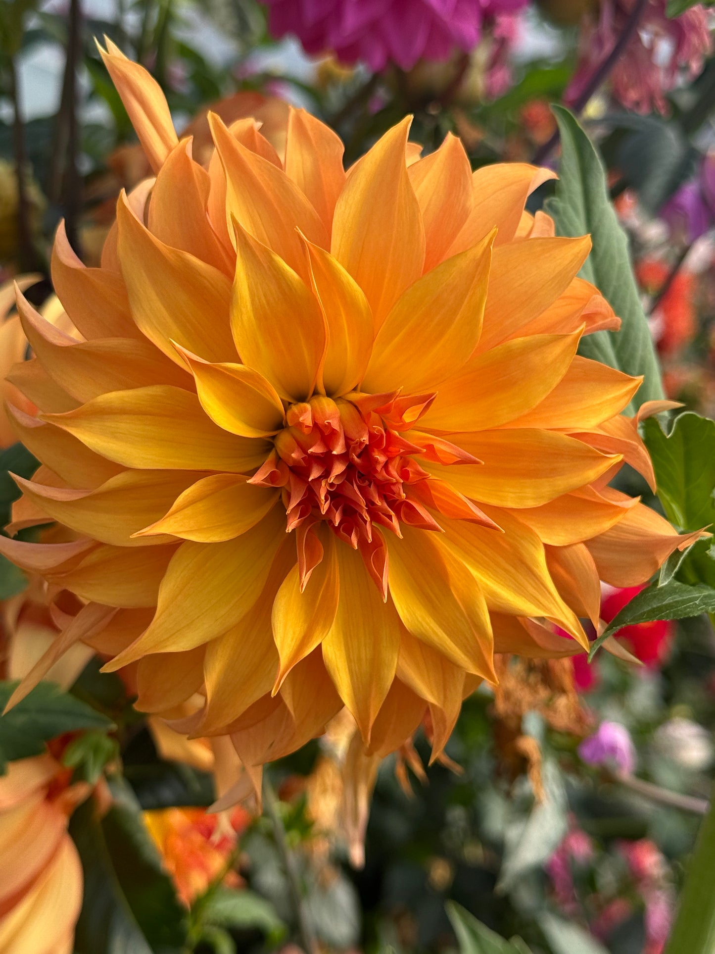 Bloomquist Snickerdoodle Rooted Cuttings