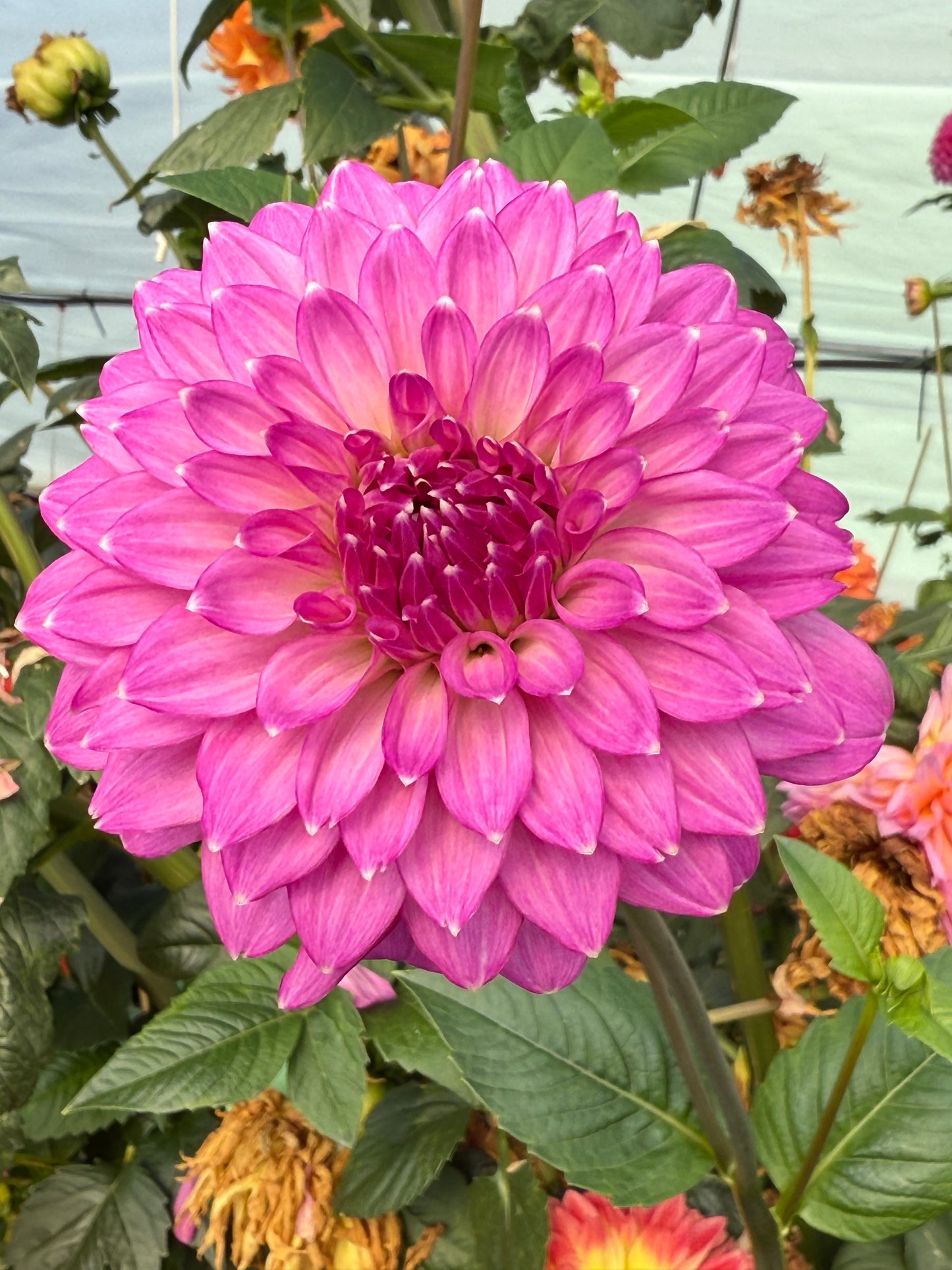 Bloomquist Clear Delight Rooted Cuttings