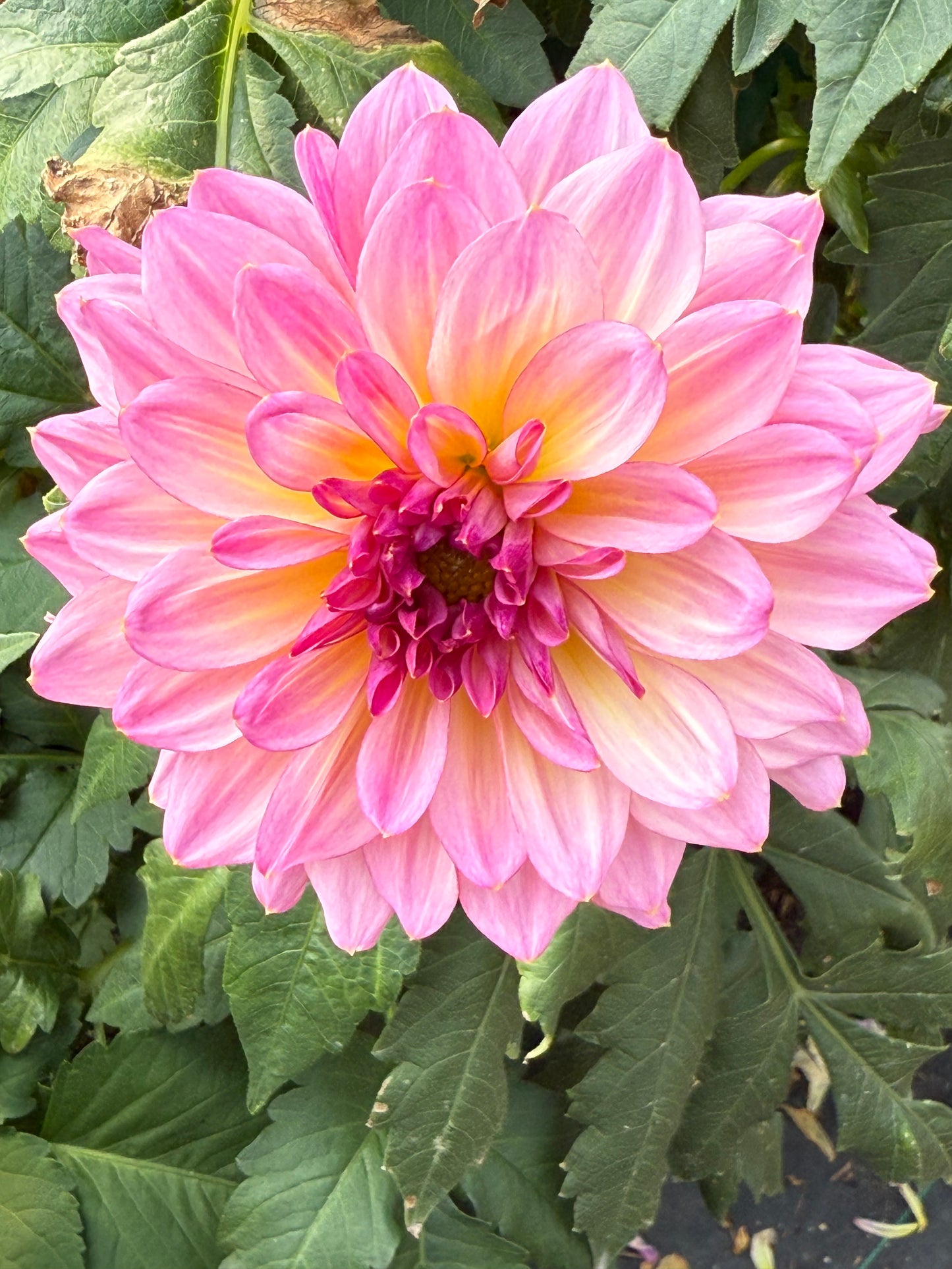 Bloomquist Cool Rooted Cuttings